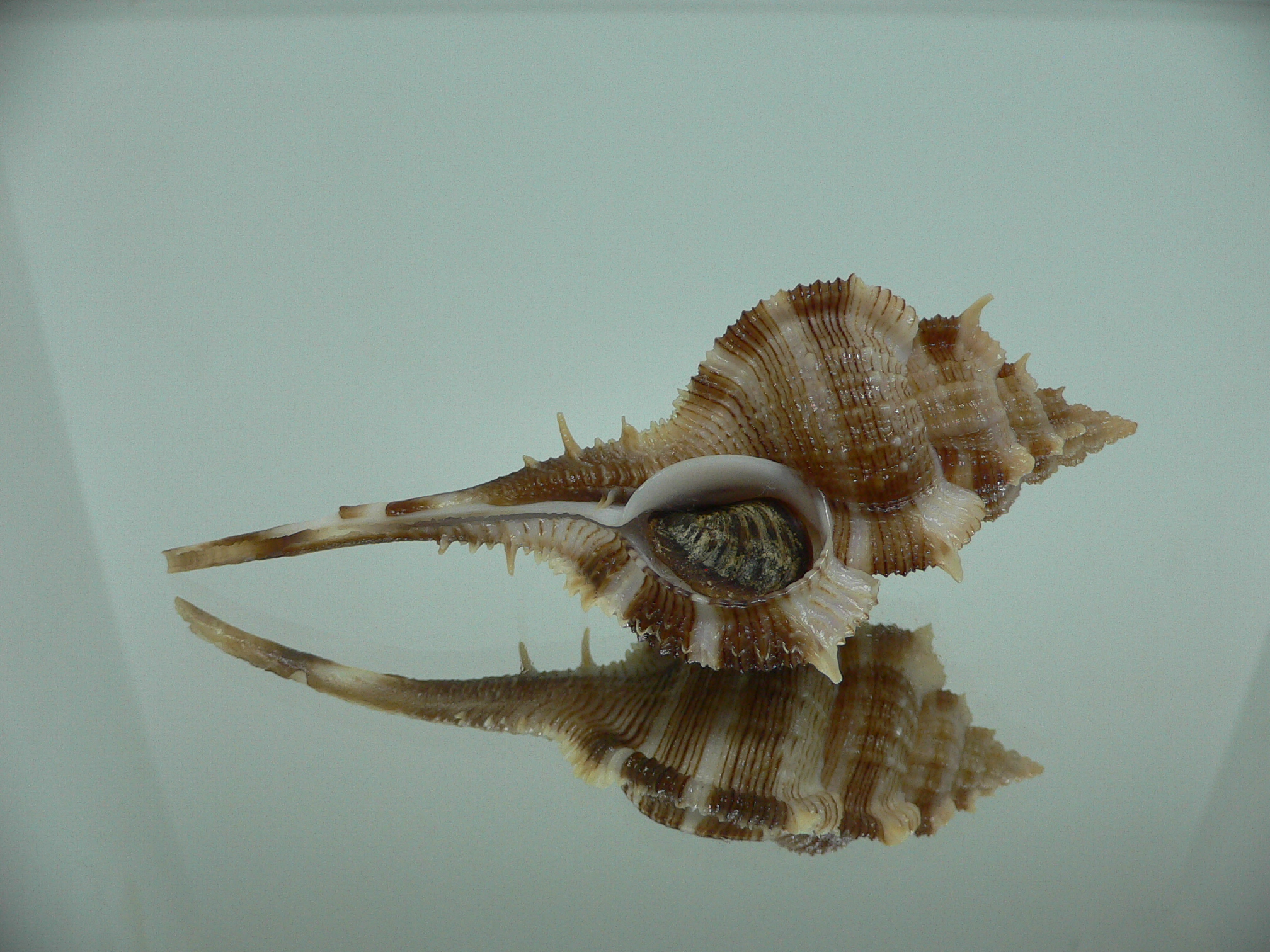 Vokesimurex malabaricus DARK & SPIKY