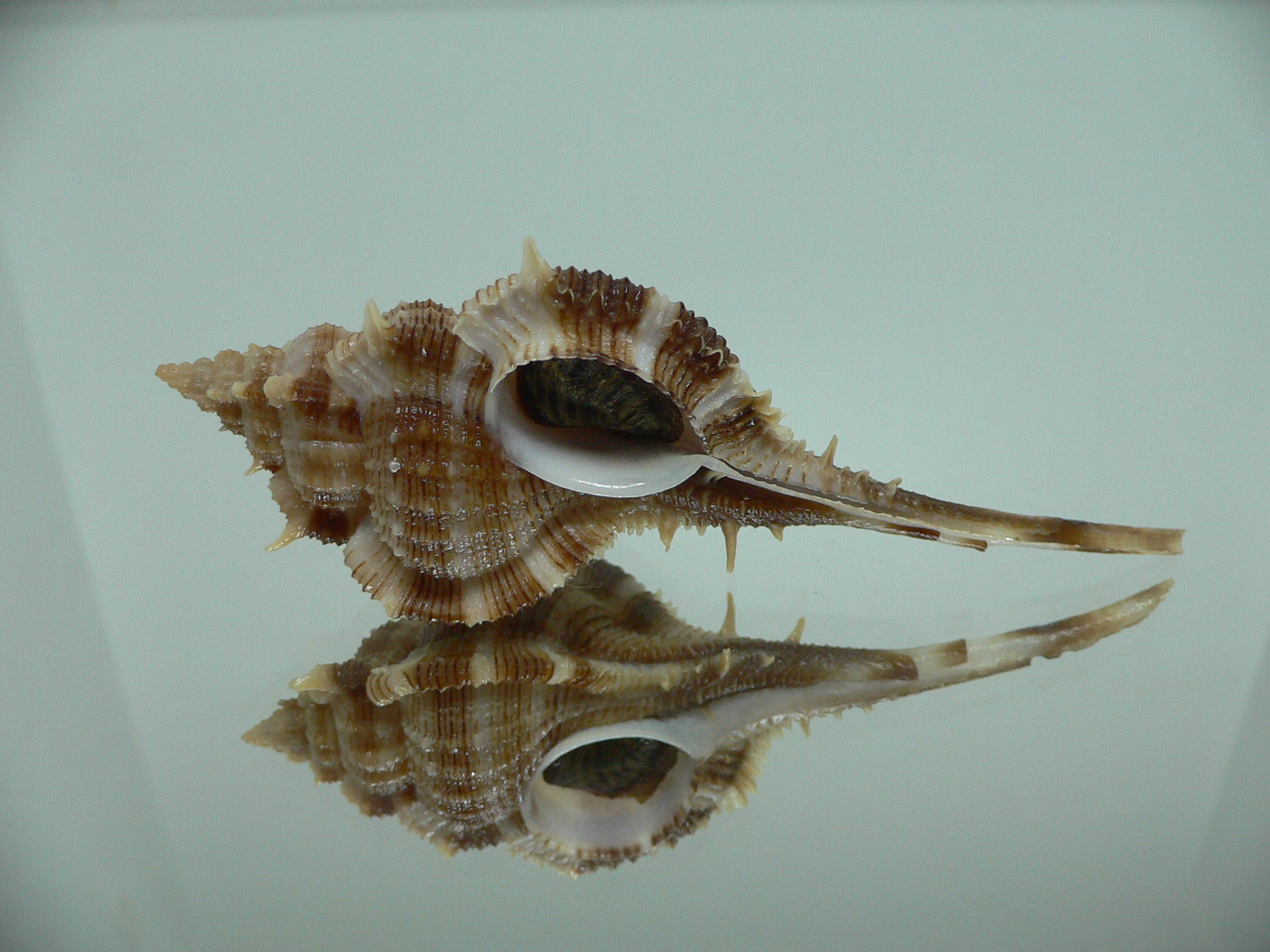 Vokesimurex malabaricus DARK & SPIKY