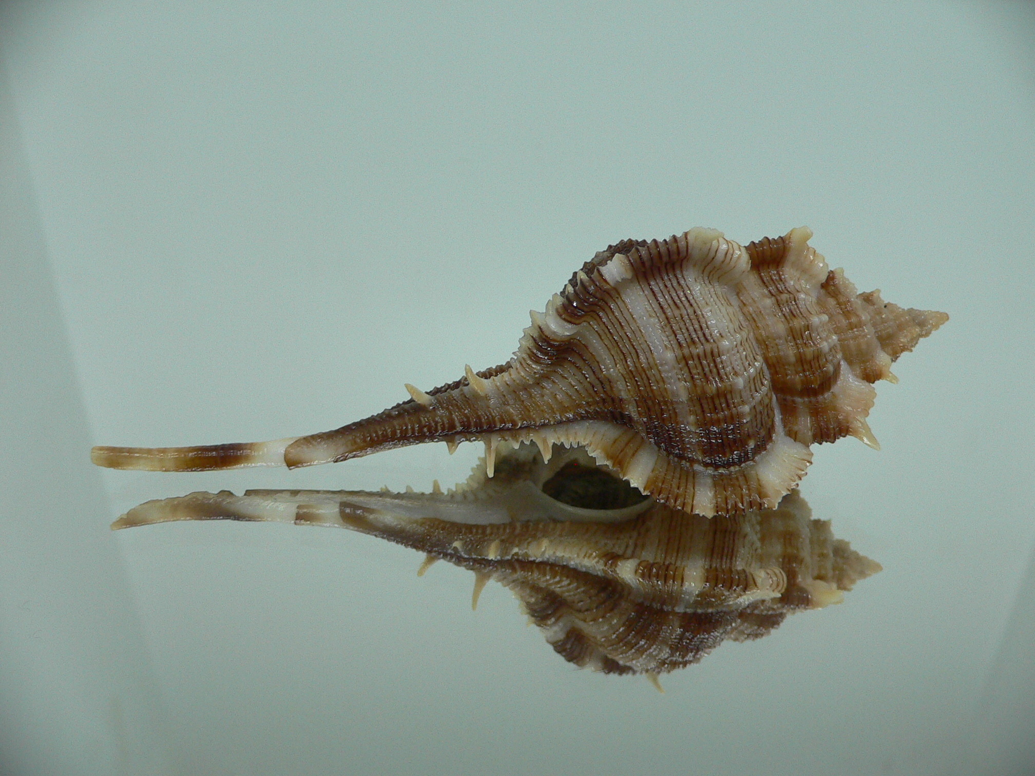 Vokesimurex malabaricus DARK & SPIKY