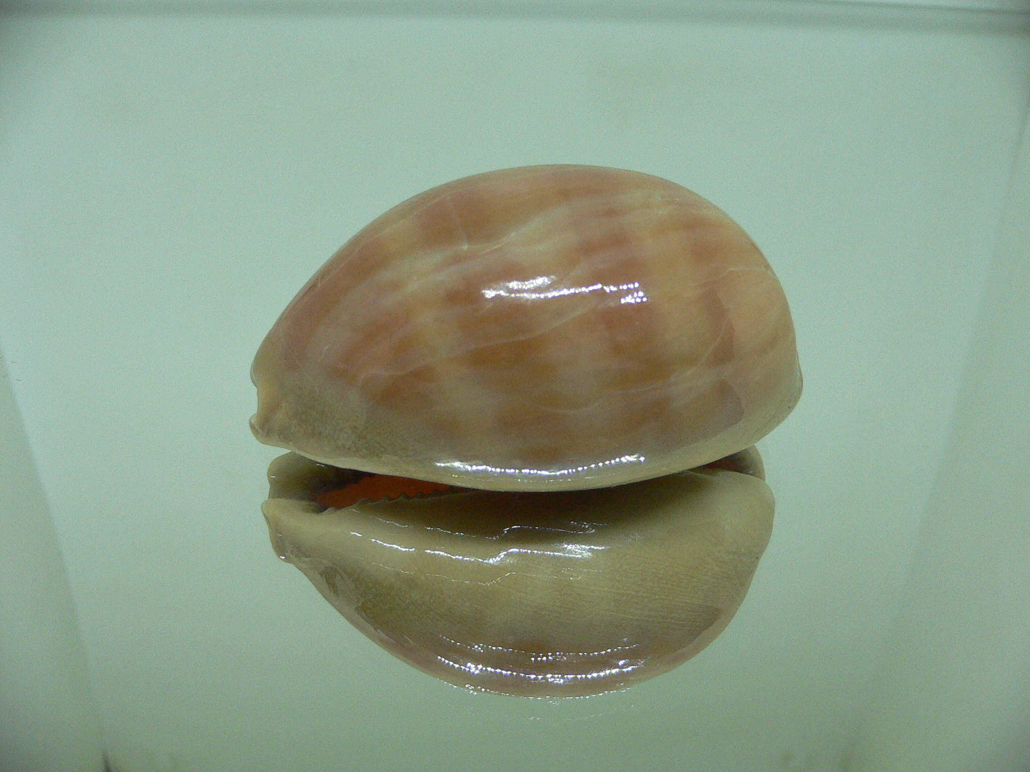 Cypraea leviathan GLOBOSE