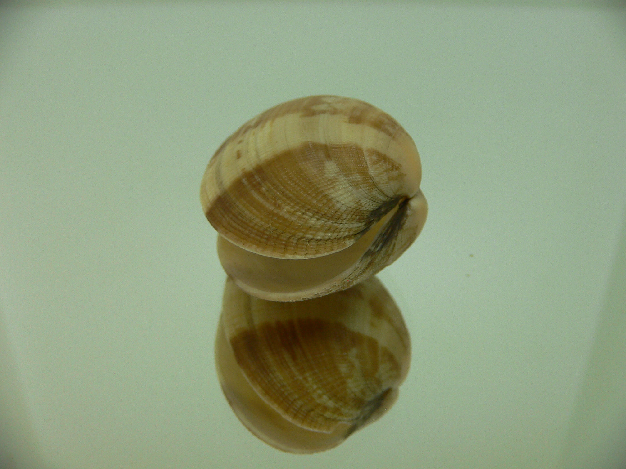 Venerupis aspera STRIPES
