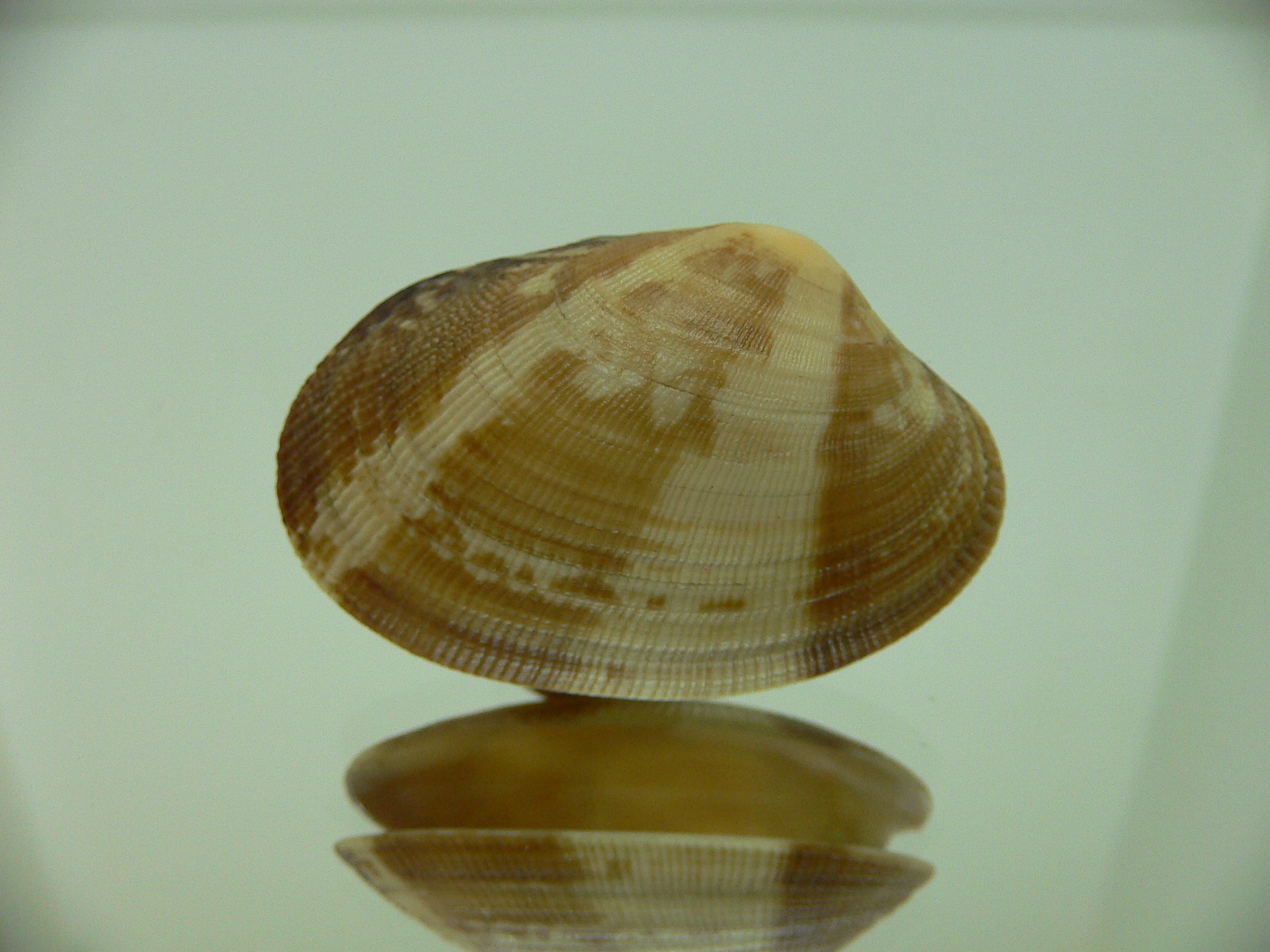 Venerupis aspera STRIPES