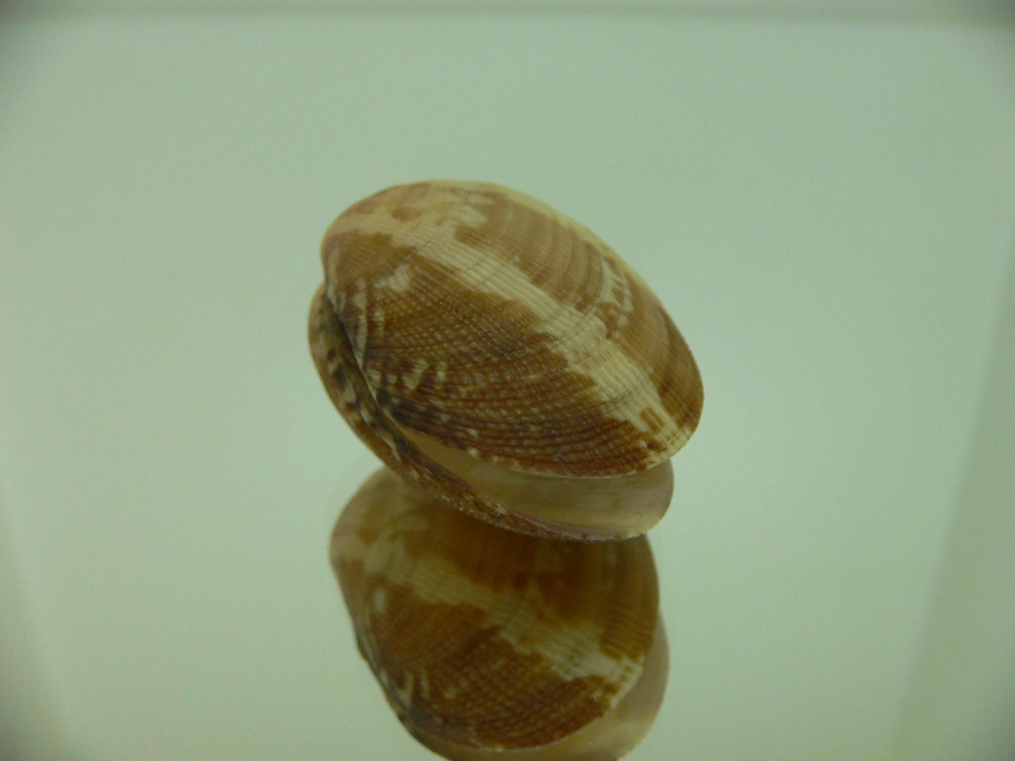 Venerupis aspera STRIPES