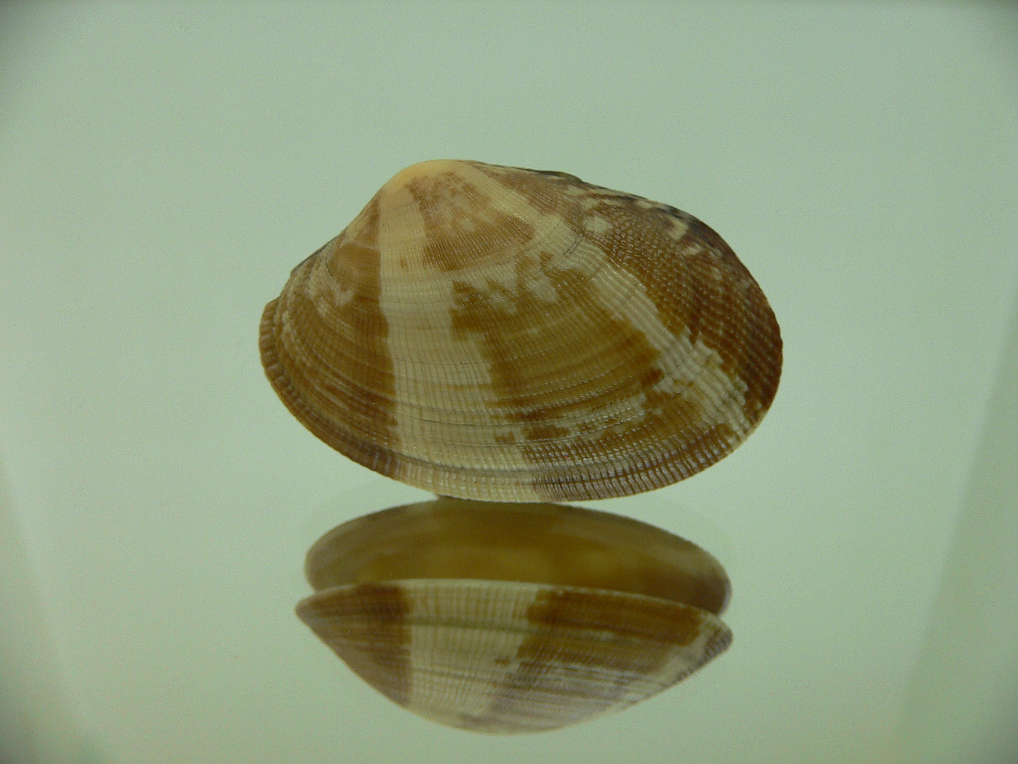Venerupis aspera STRIPES