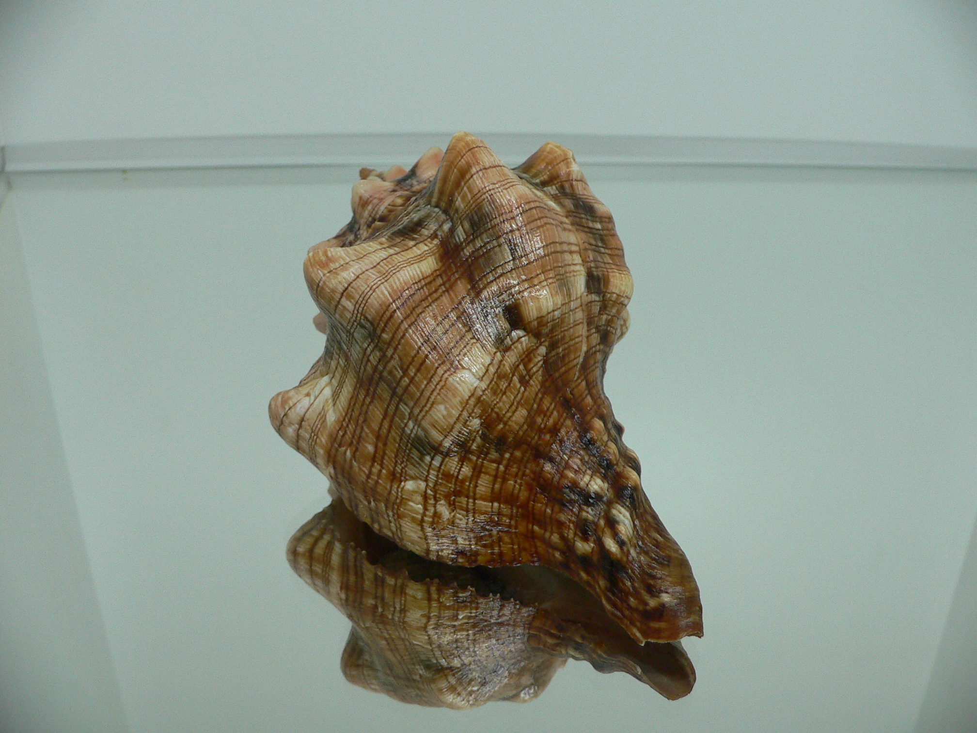 Pleuroploca clava SUPER COLOR