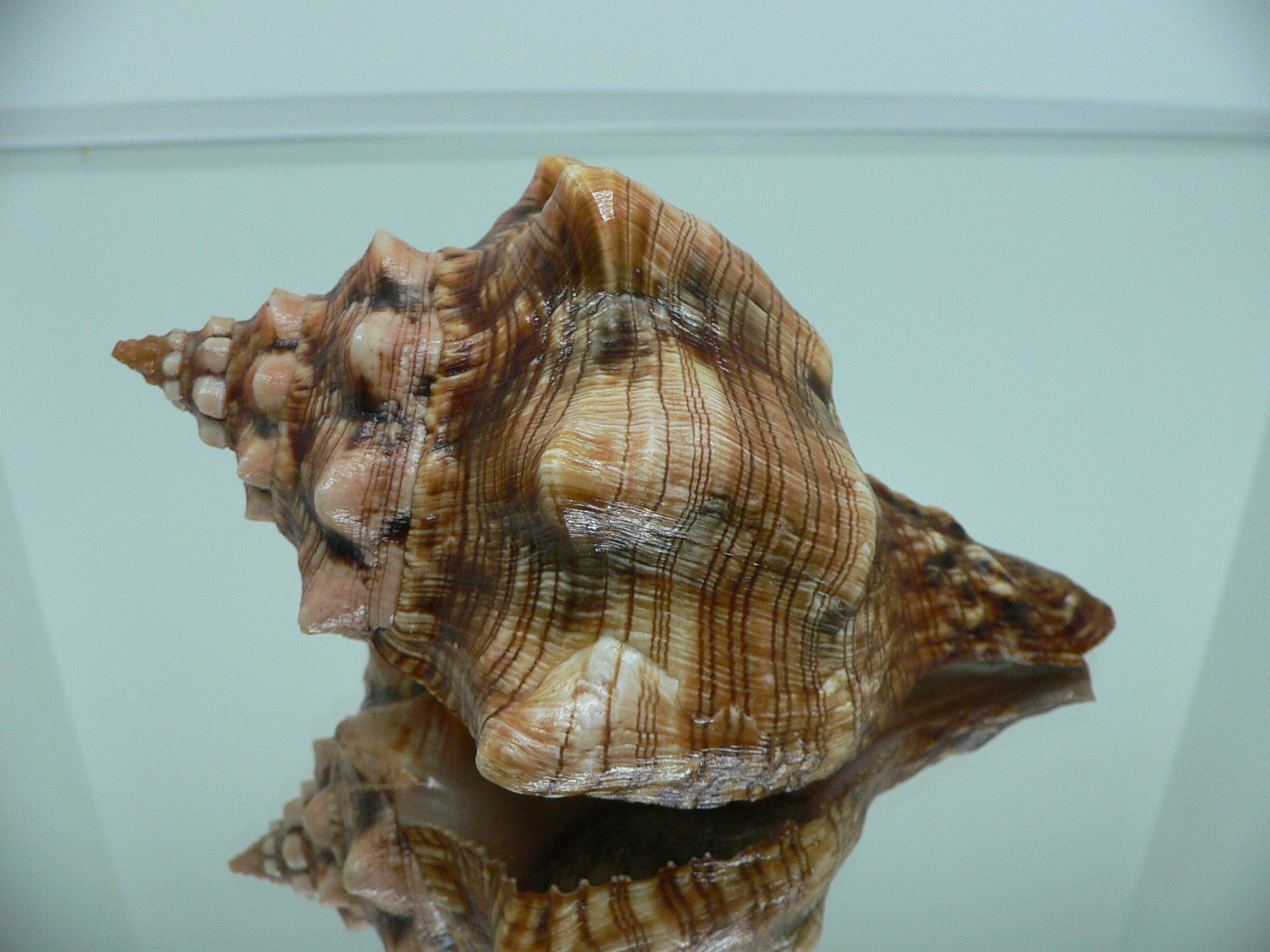 Pleuroploca clava SUPER COLOR