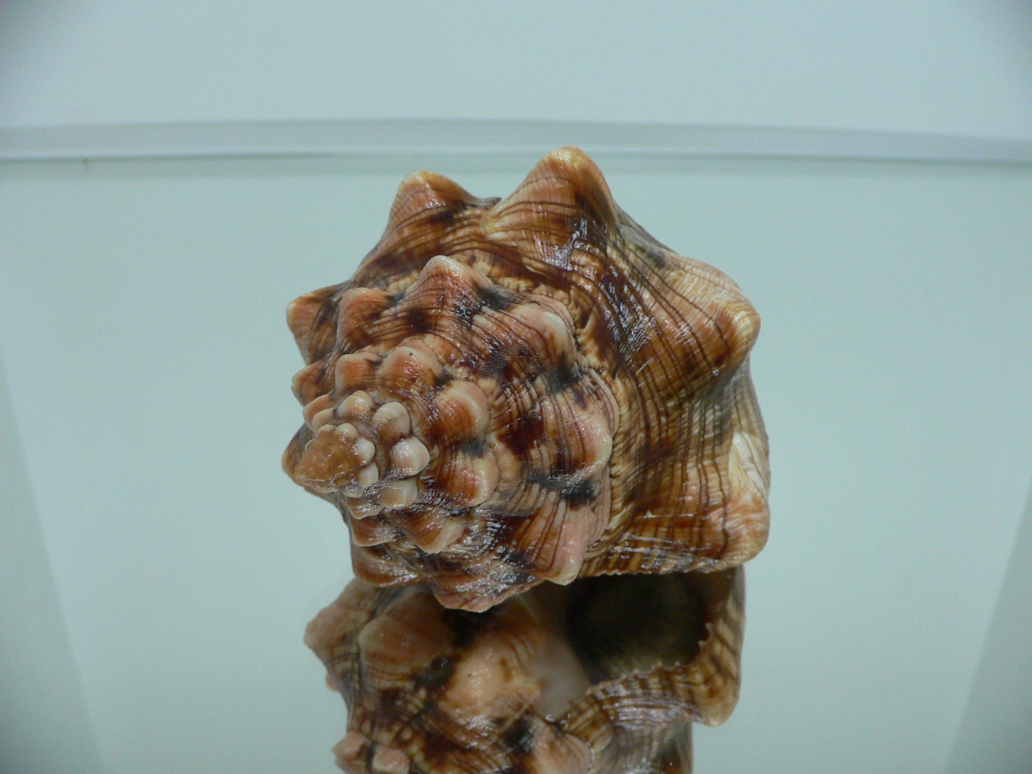 Pleuroploca clava SUPER COLOR