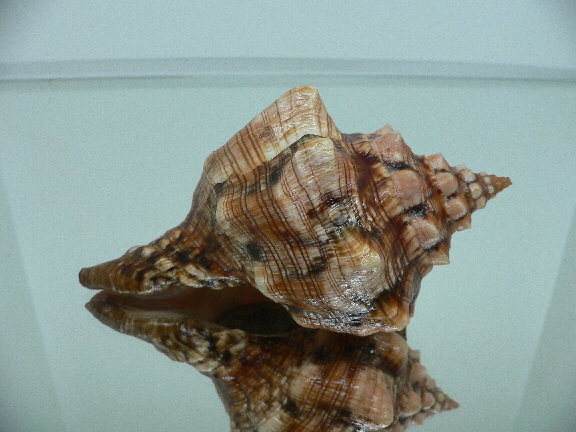 Pleuroploca clava SUPER COLOR