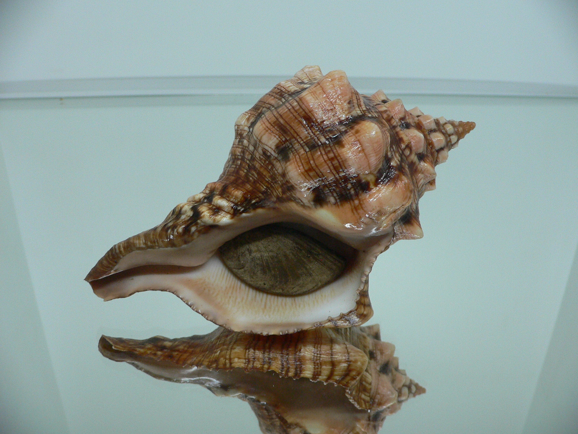 Pleuroploca clava SUPER COLOR