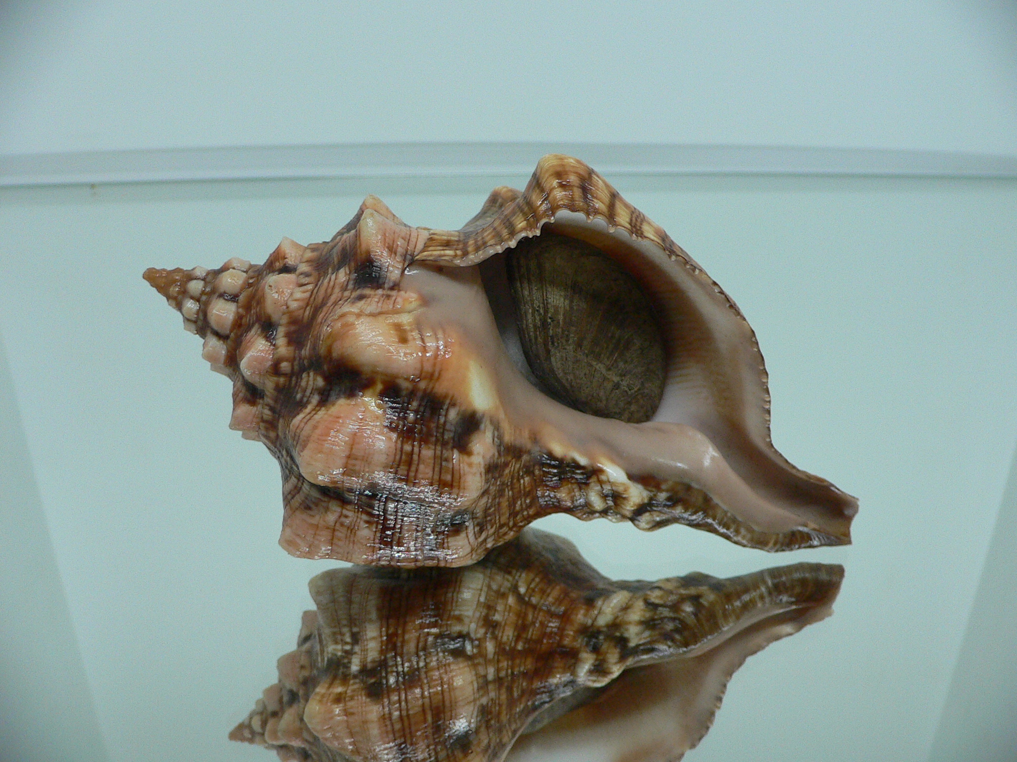 Pleuroploca clava SUPER COLOR