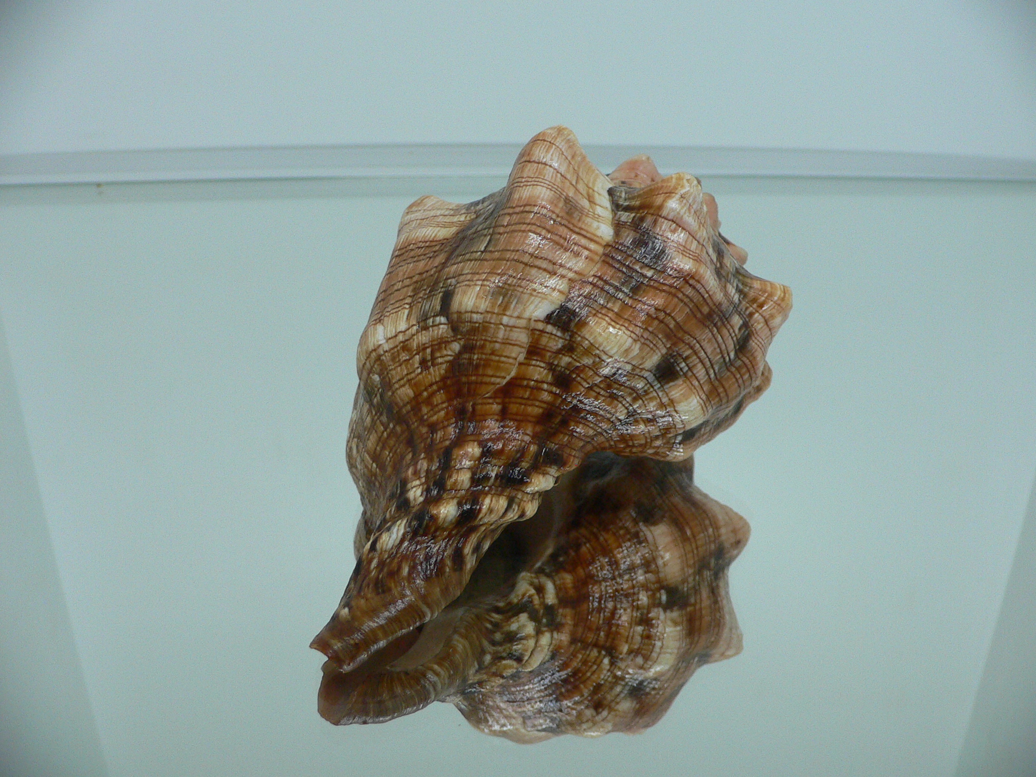 Pleuroploca clava SUPER COLOR