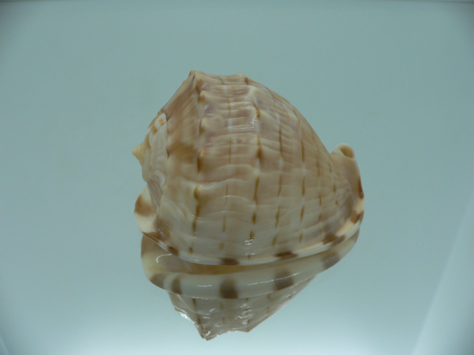 Cassis (Hypocassis) fimbriata RARE