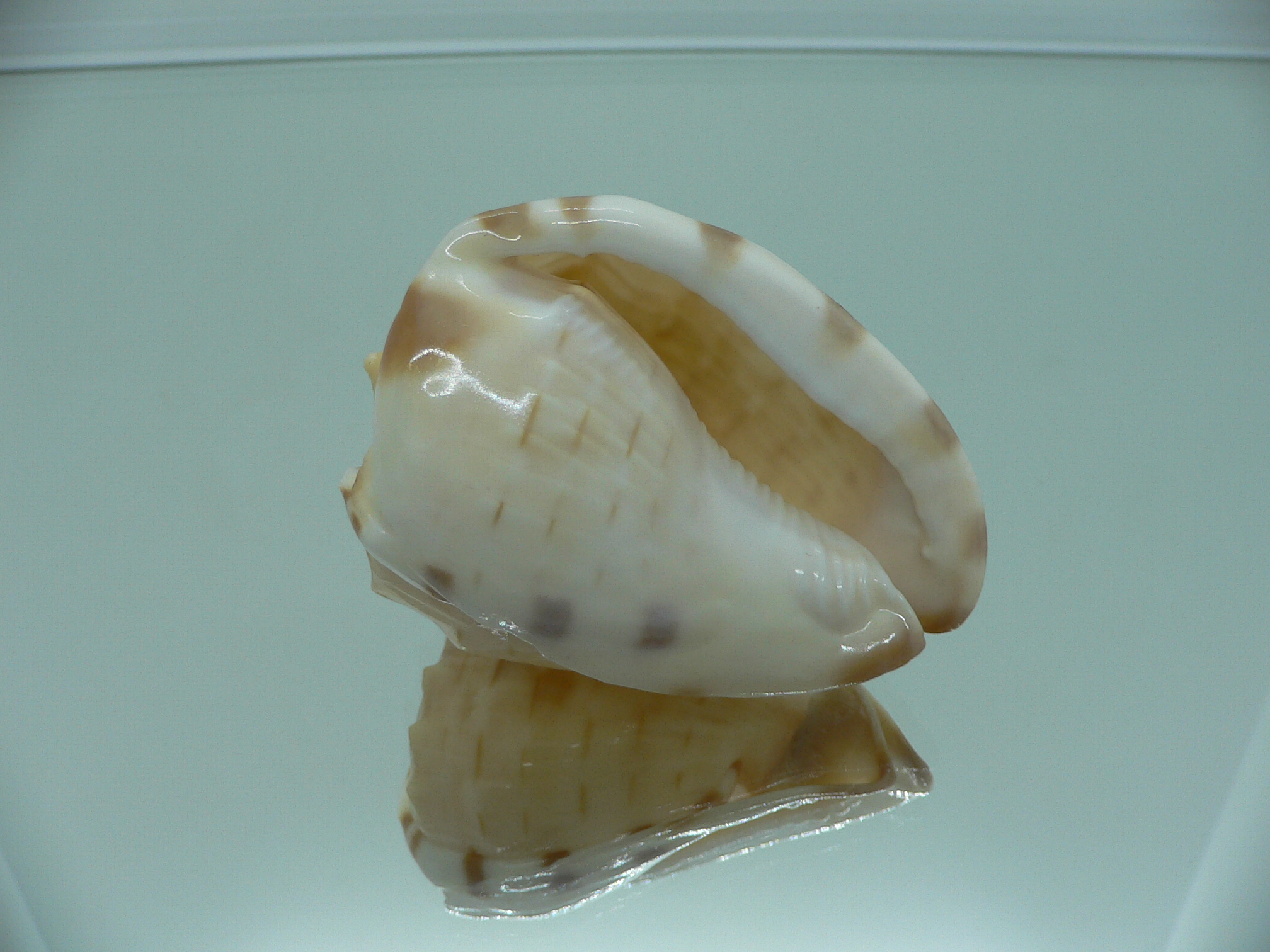 Cassis (Hypocassis) fimbriata RARE