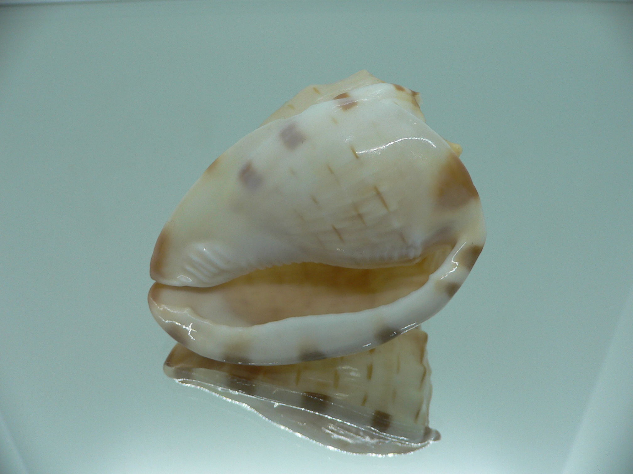 Cassis (Hypocassis) fimbriata RARE