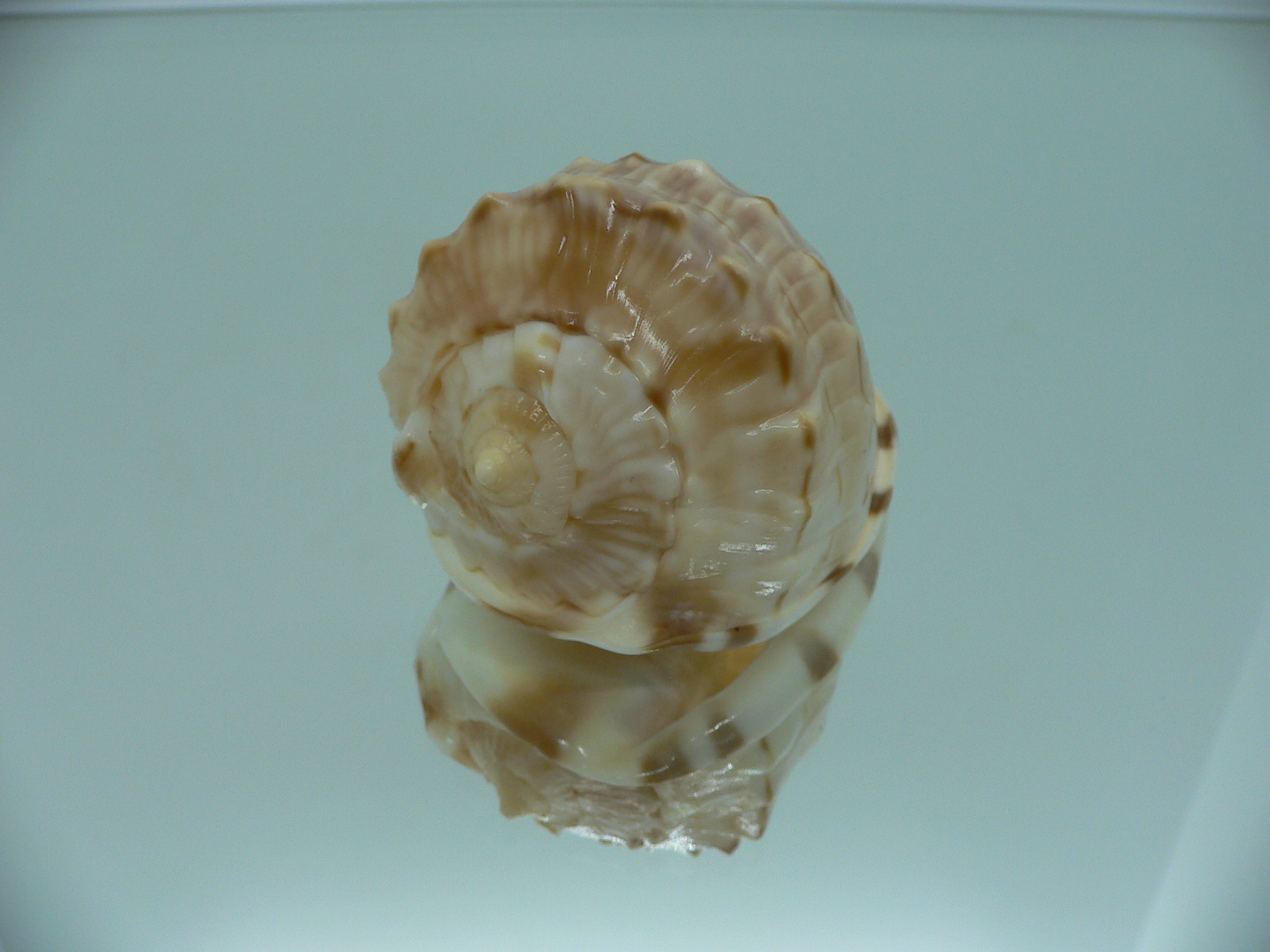 Cassis (Hypocassis) fimbriata RARE
