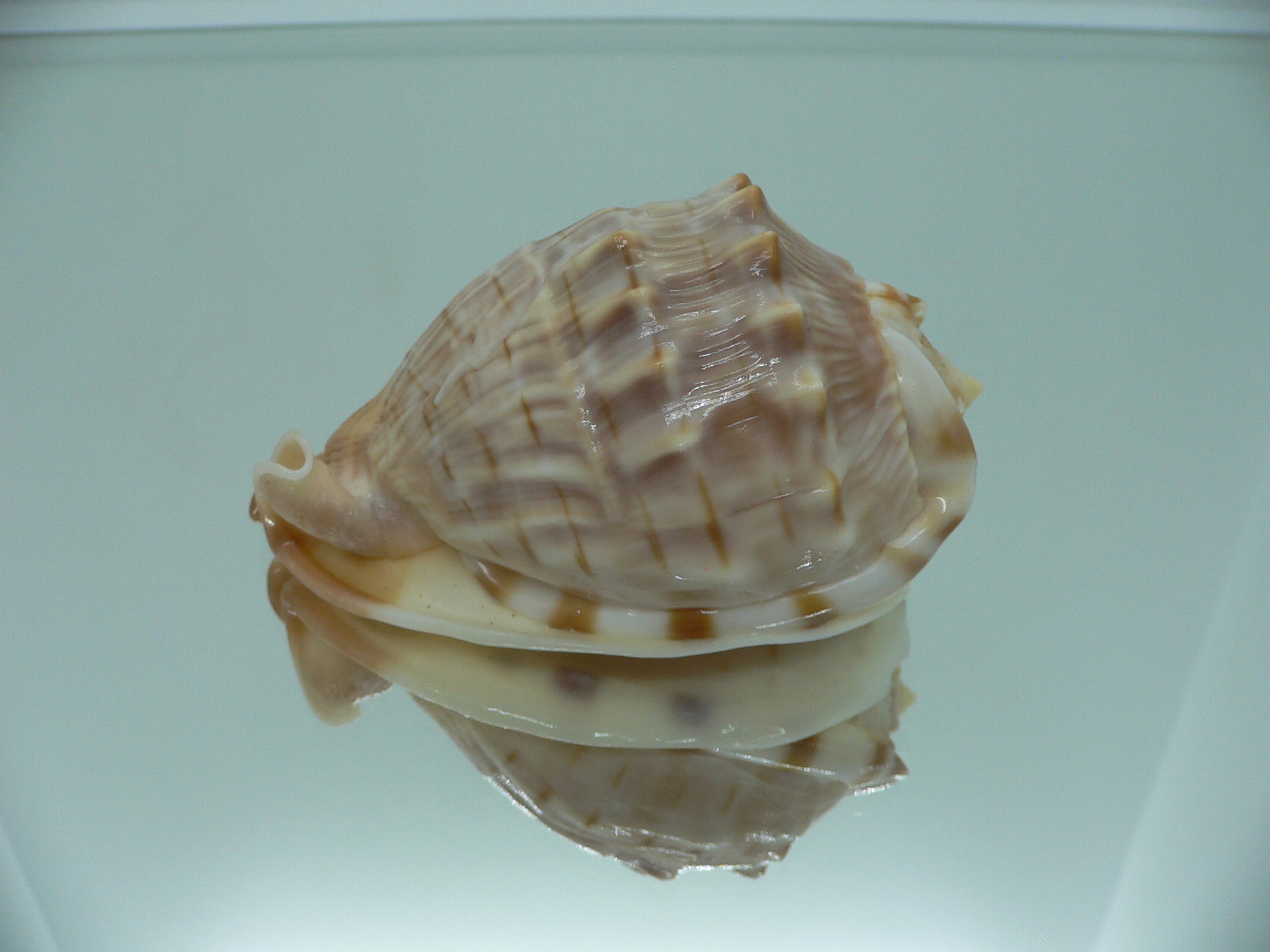 Cassis (Hypocassis) fimbriata ELONGATE FORM