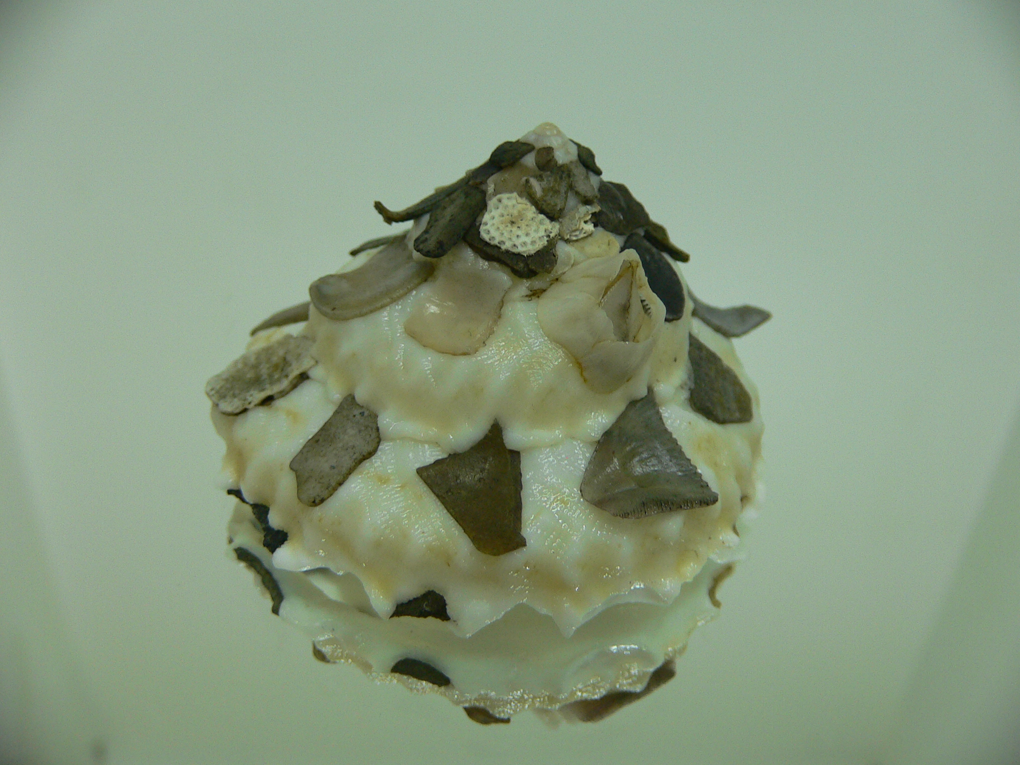 Xenophora tenuis WITH FLOWER