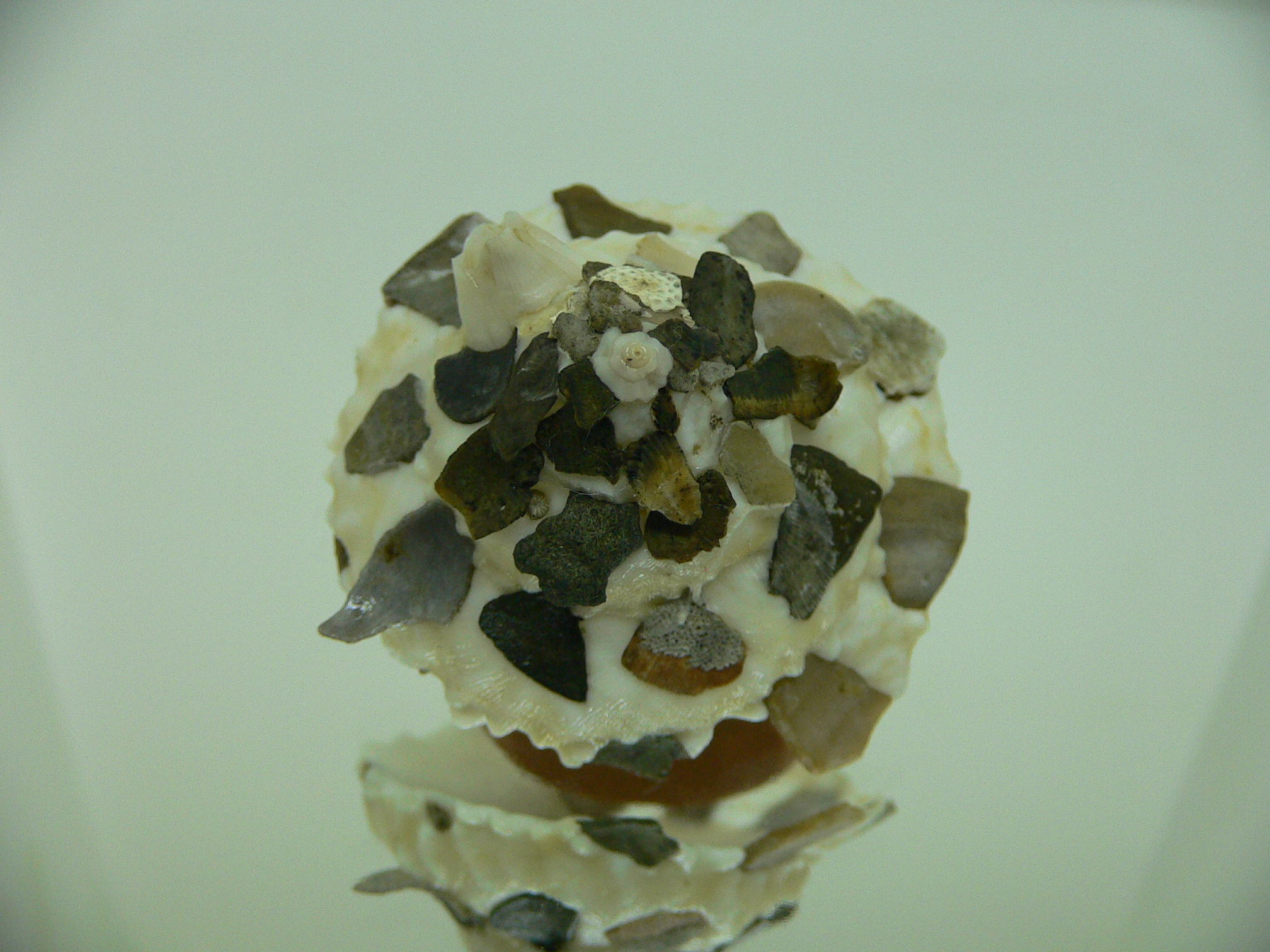 Xenophora tenuis WITH FLOWER