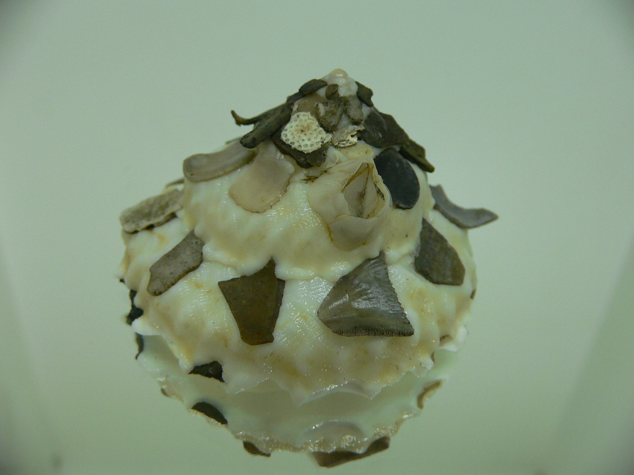 Xenophora tenuis WITH FLOWER