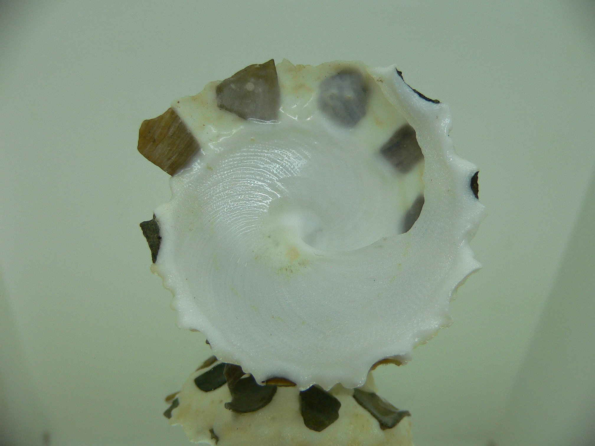 Xenophora tenuis WITH FLOWER