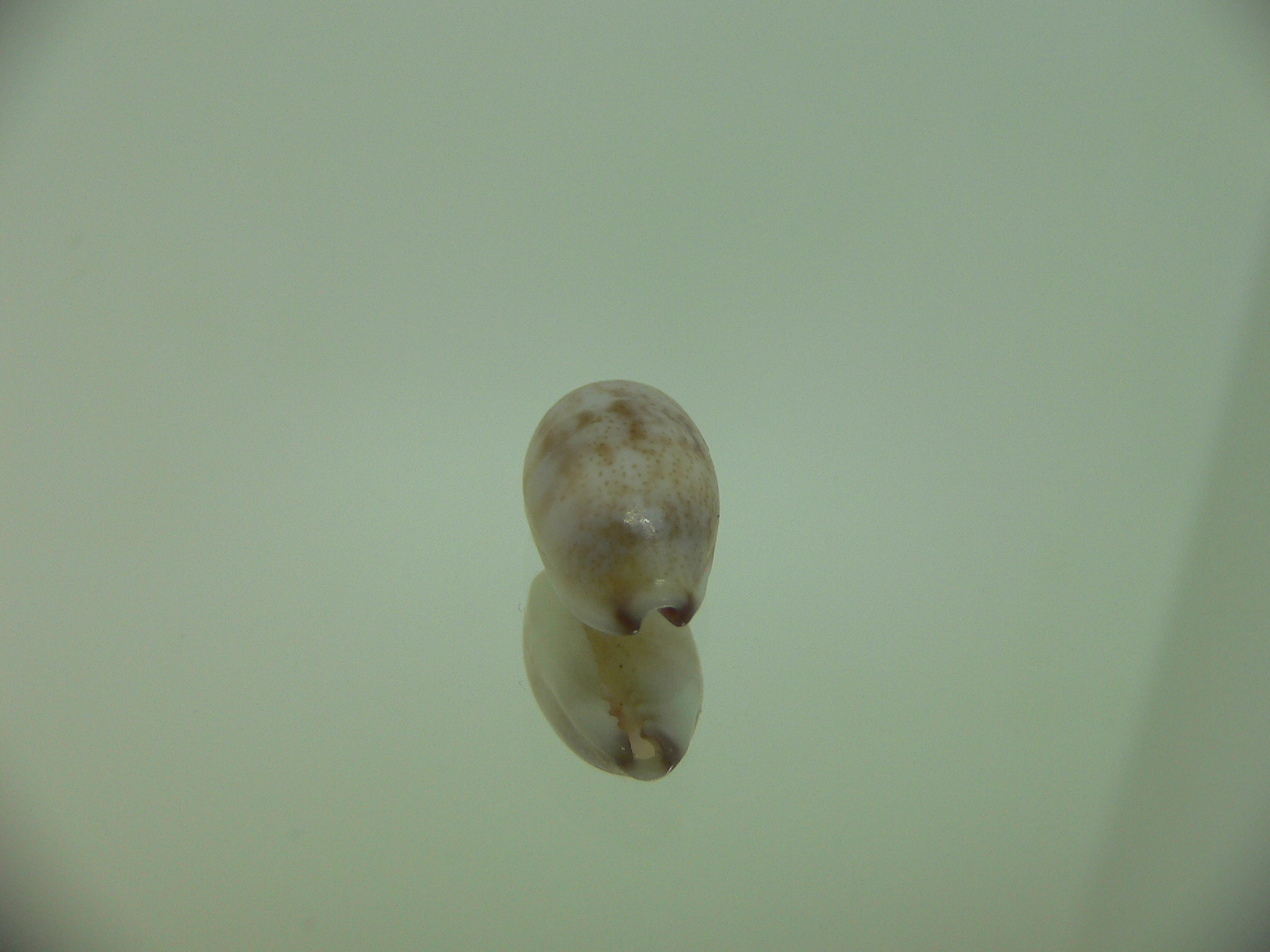 Cypraea fimbriata durbanensis (var.)