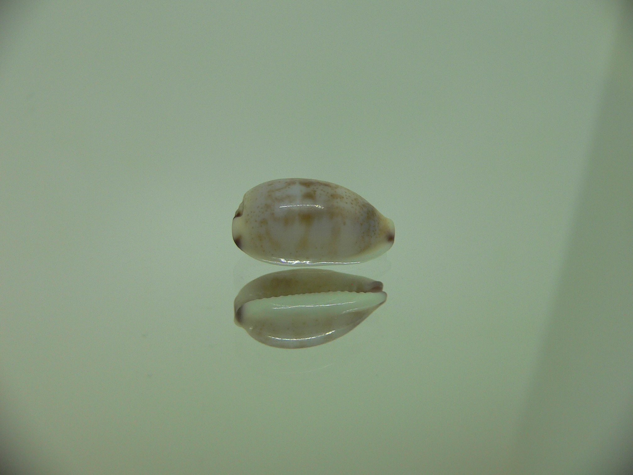 Cypraea fimbriata durbanensis (var.)