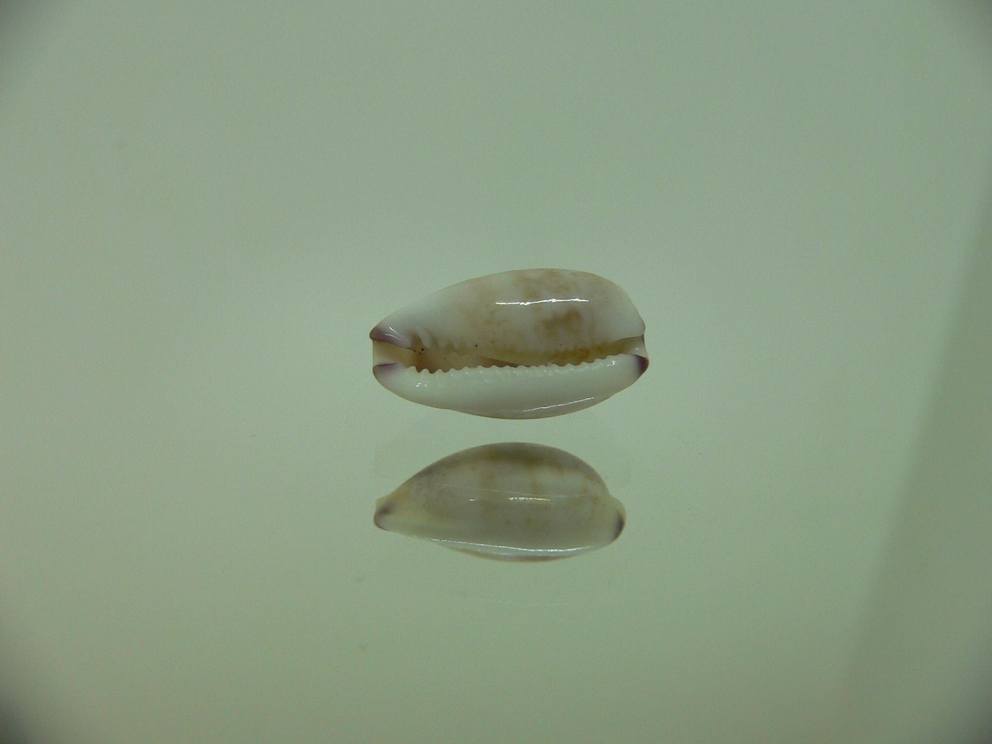 Cypraea fimbriata durbanensis (var.)