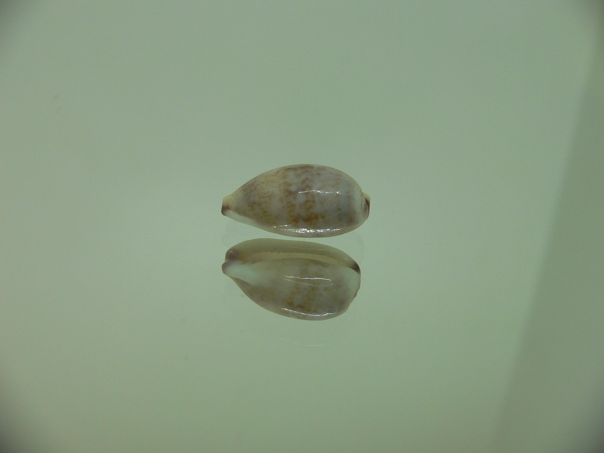 Cypraea fimbriata durbanensis (var.)