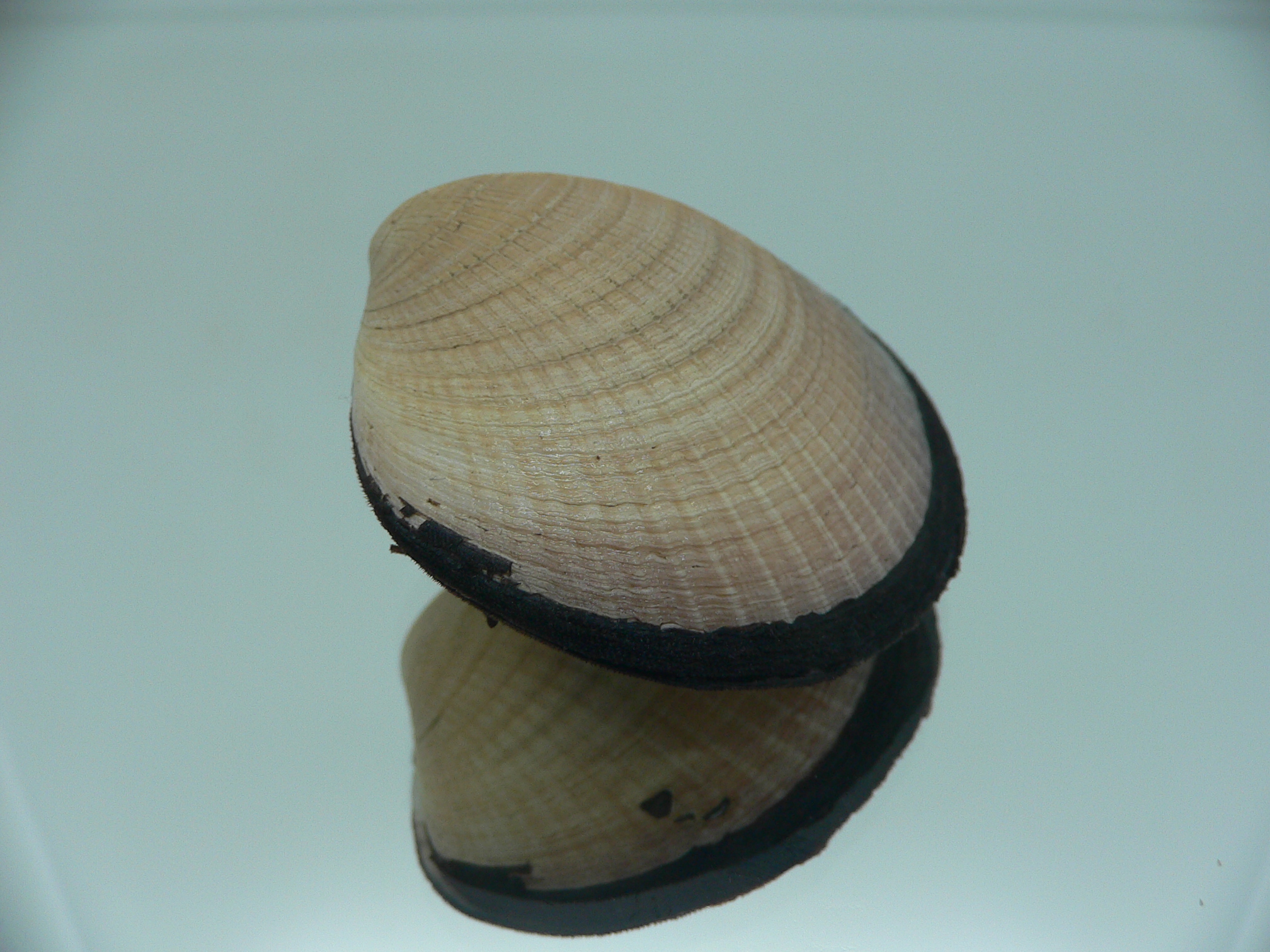 Glycymeris yessoensis VERY BIG