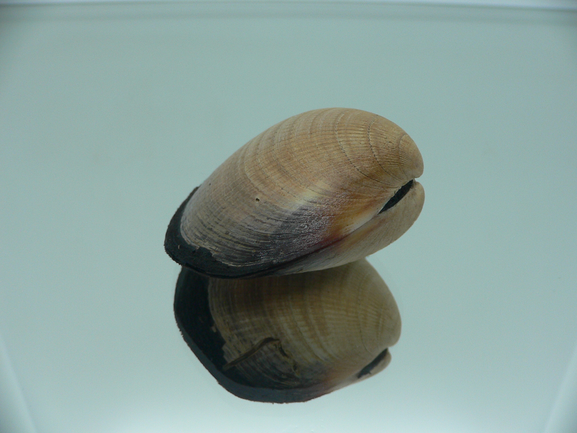 Glycymeris yessoensis VERY BIG