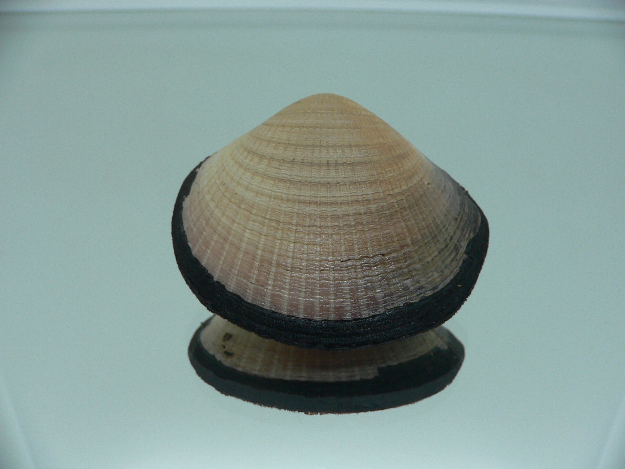 Glycymeris yessoensis VERY BIG