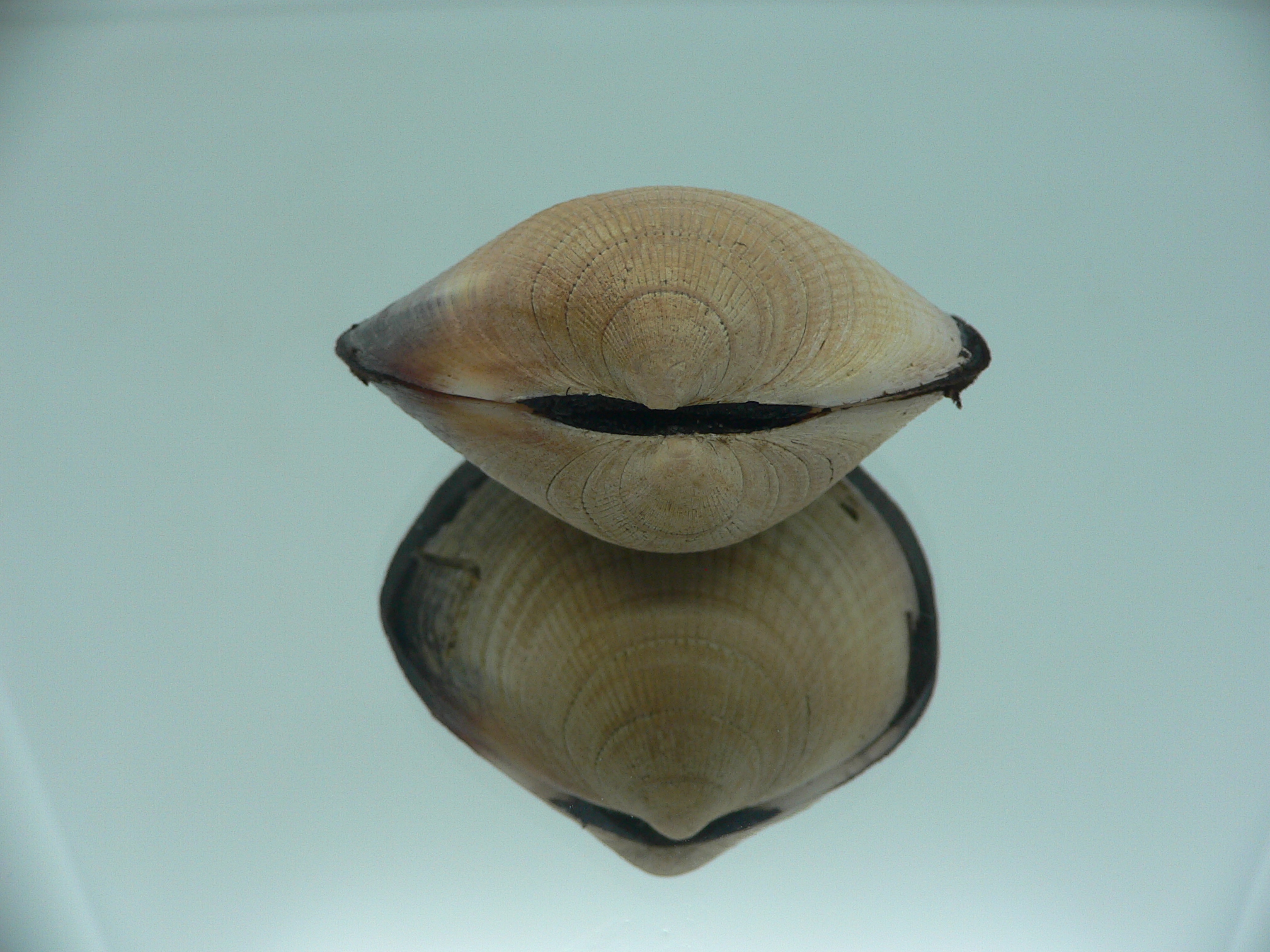 Glycymeris yessoensis VERY BIG