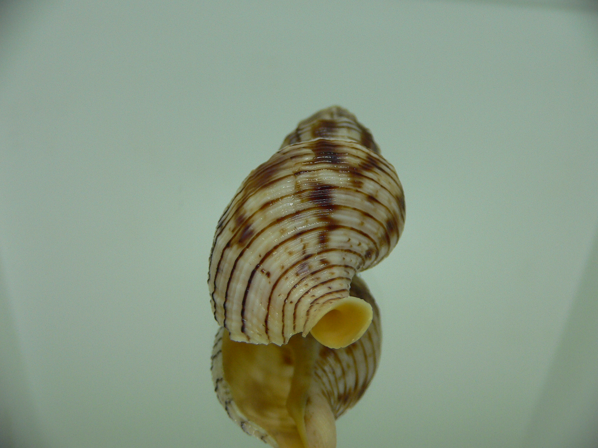 Siphonalia spadicea spadicea DARK GIANT & STRIPES