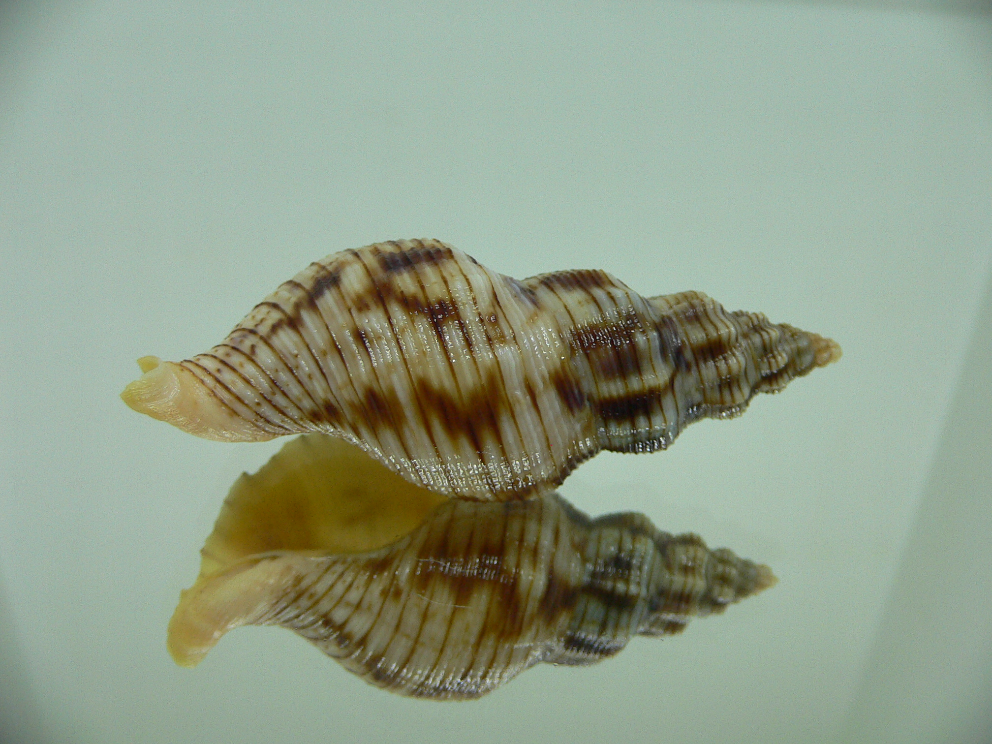 Siphonalia spadicea spadicea DARK GIANT & STRIPES