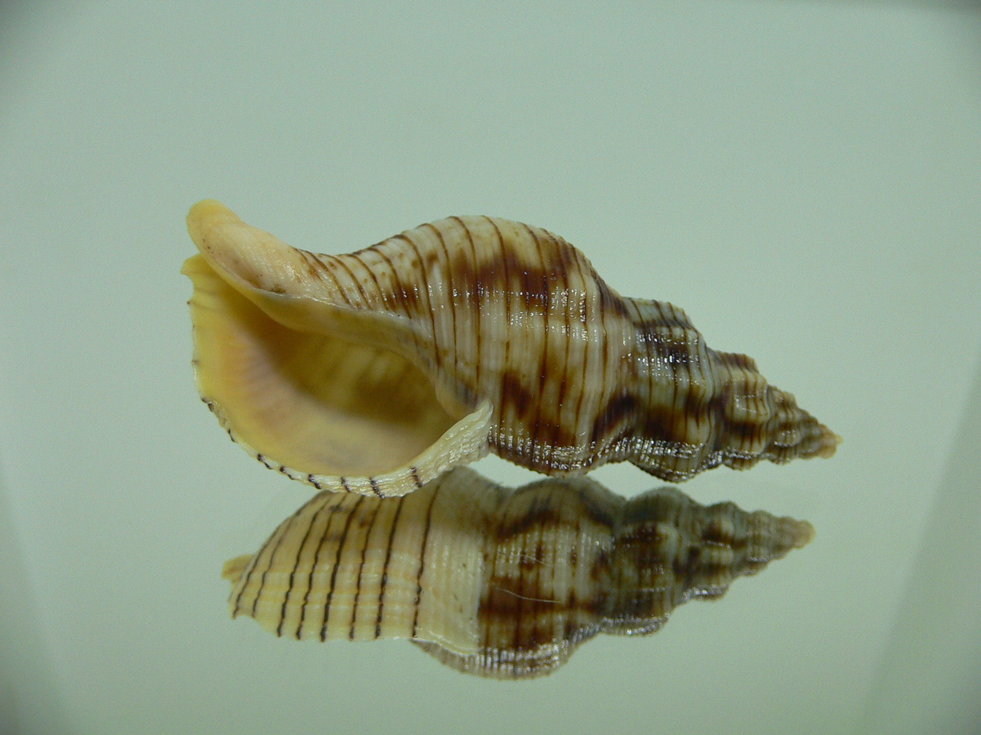 Siphonalia spadicea spadicea DARK GIANT & STRIPES