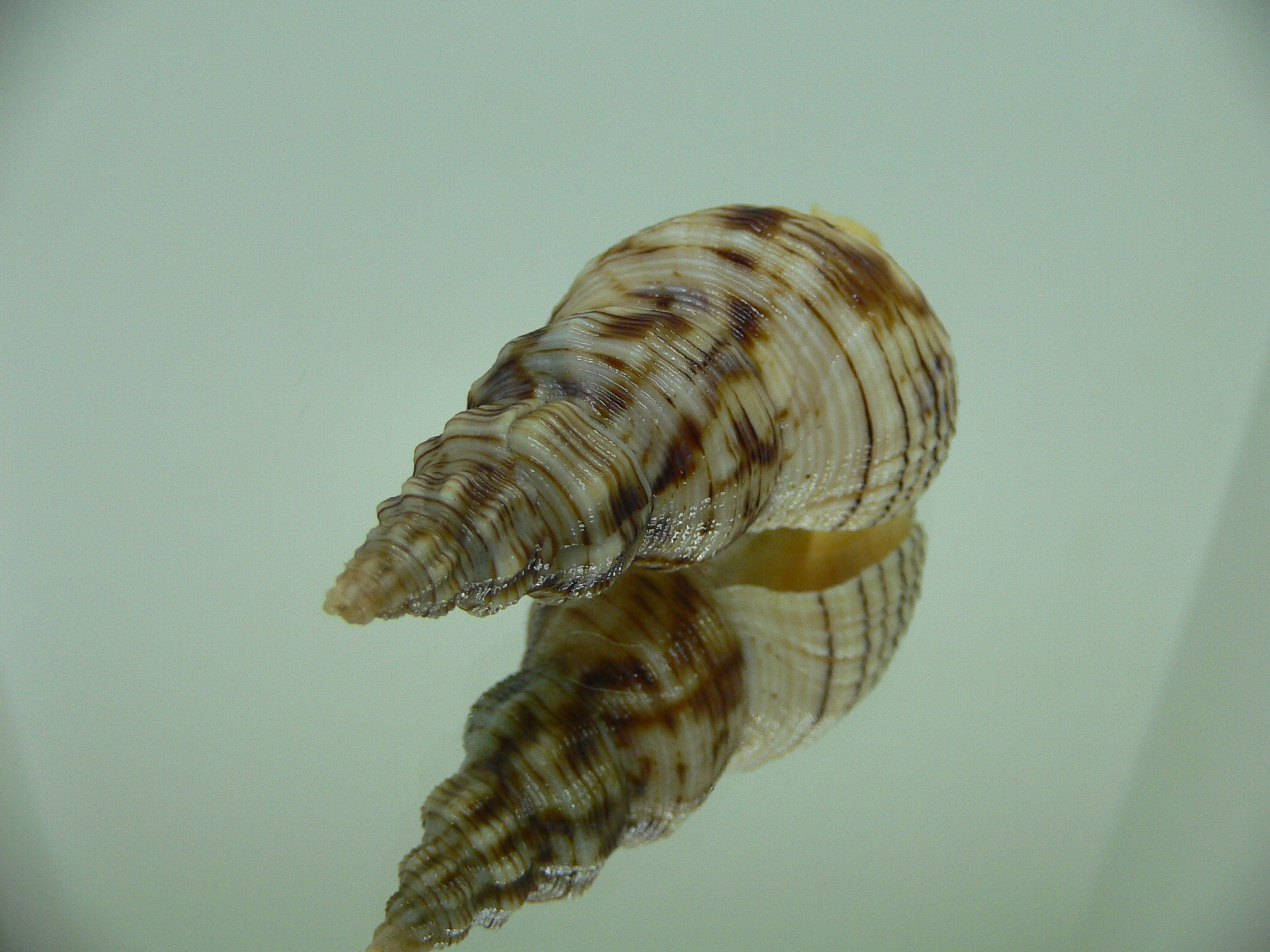 Siphonalia spadicea spadicea DARK GIANT & STRIPES