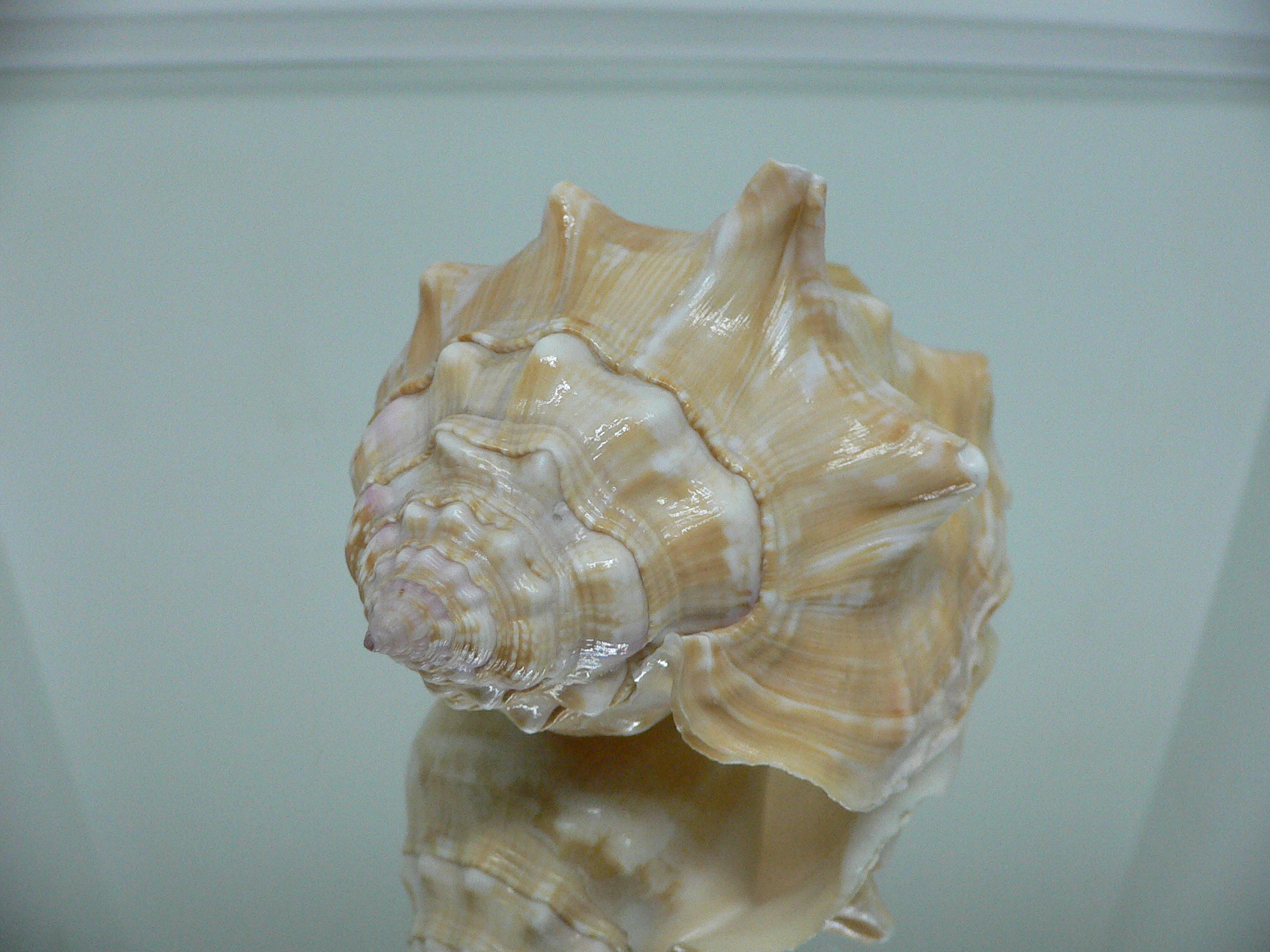 Thetystrombus latus BIG