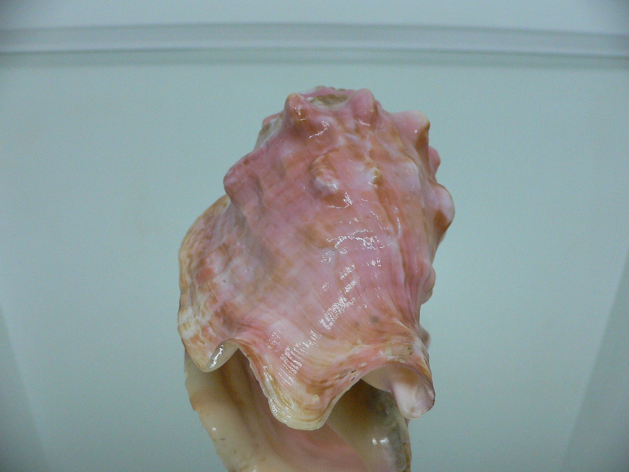 Thetystrombus latus arenensis (var.)VERY BIG & PINK