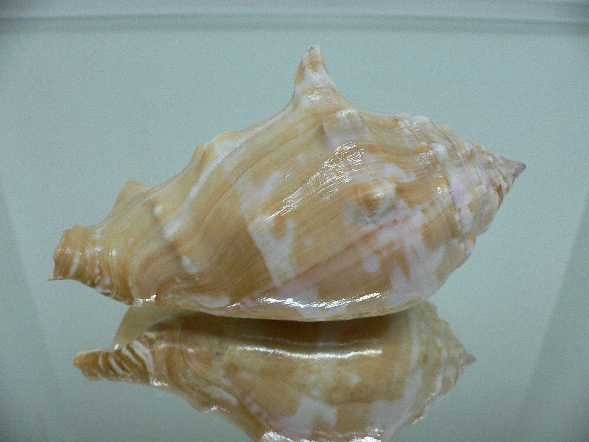 Thetystrombus latus BIG