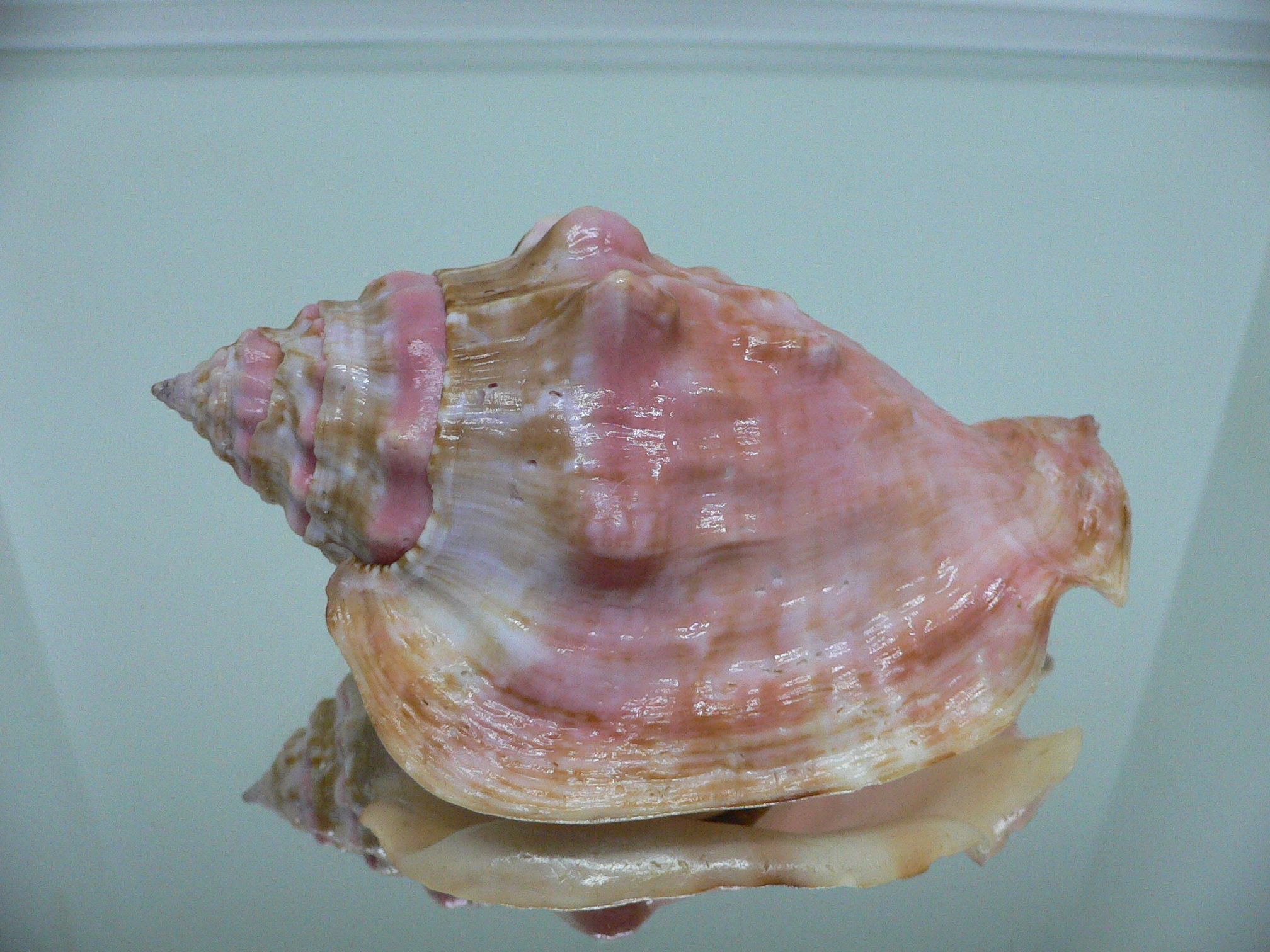 Thetystrombus latus arenensis (var.)VERY BIG & PINK