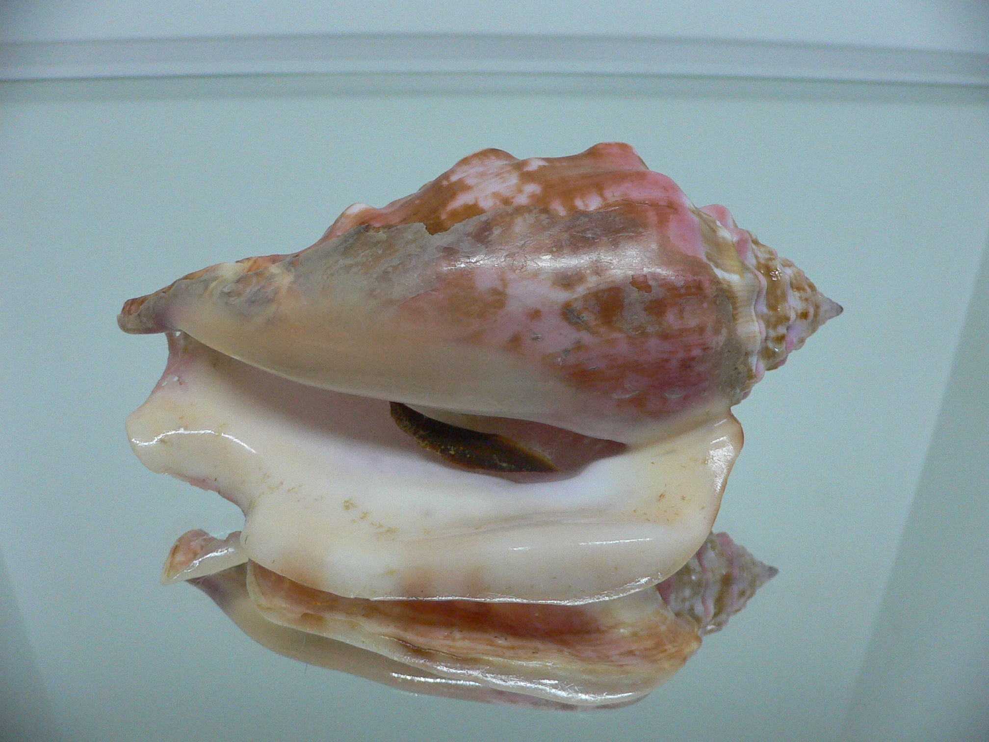 Thetystrombus latus arenensis (var.)VERY BIG & PINK