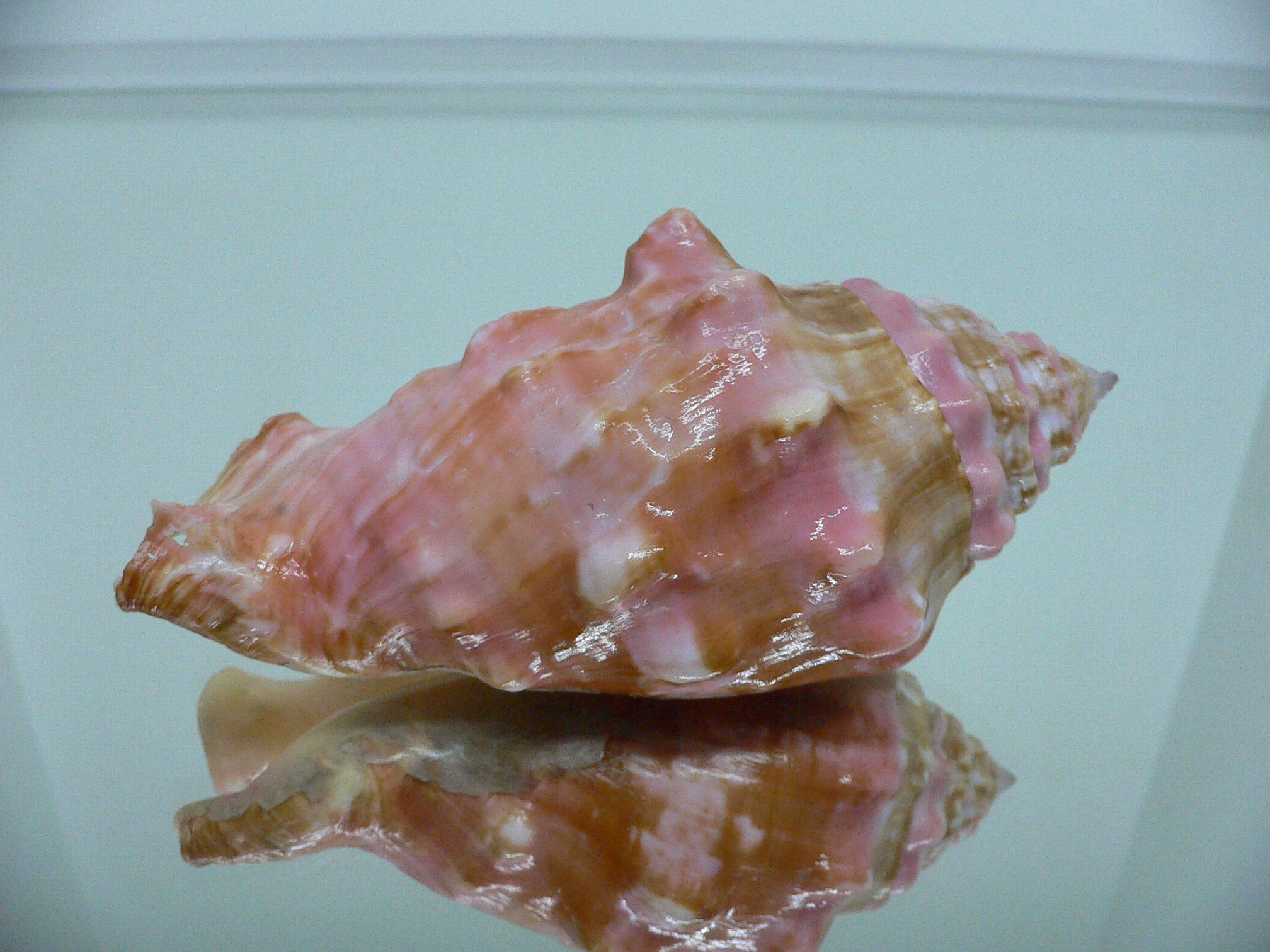 Thetystrombus latus arenensis (var.)VERY BIG & PINK