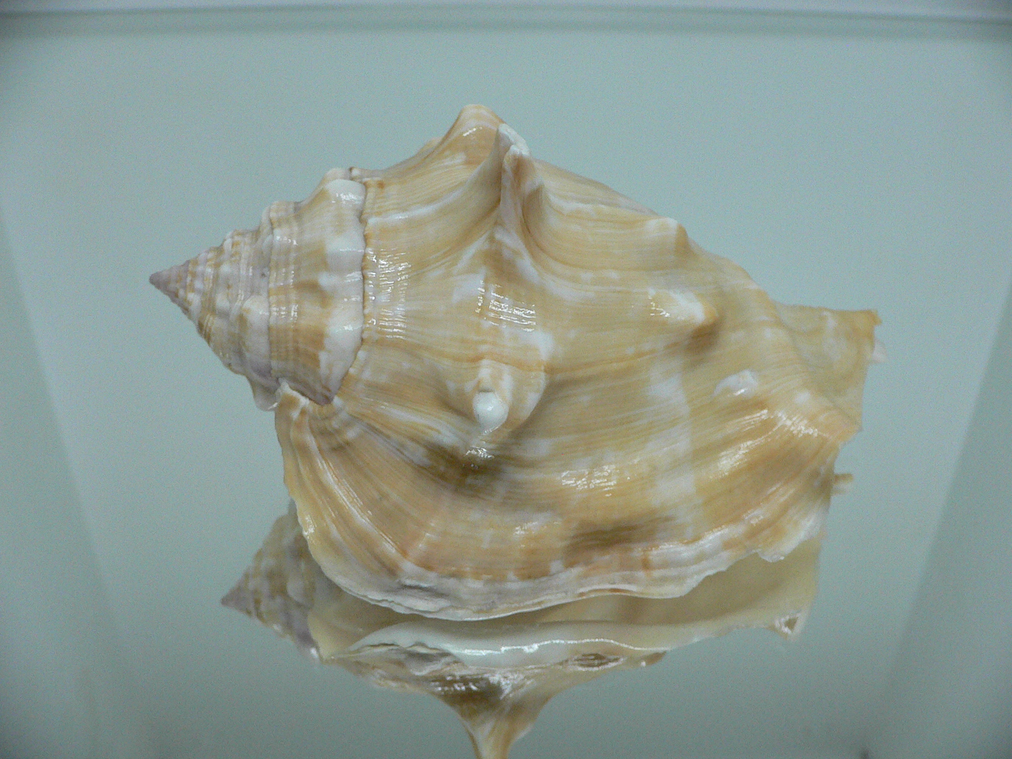 Thetystrombus latus BIG