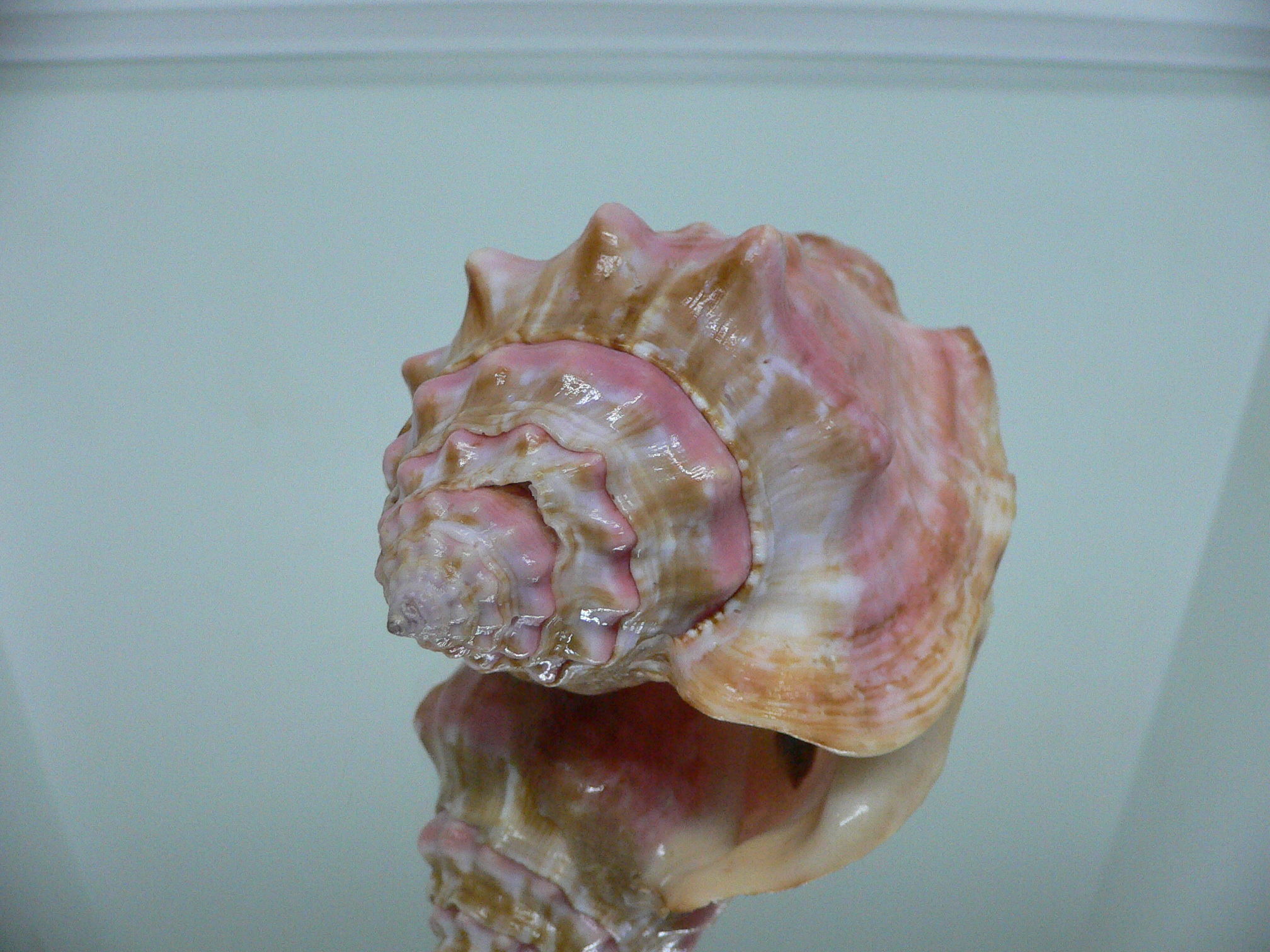 Thetystrombus latus arenensis (var.)VERY BIG & PINK