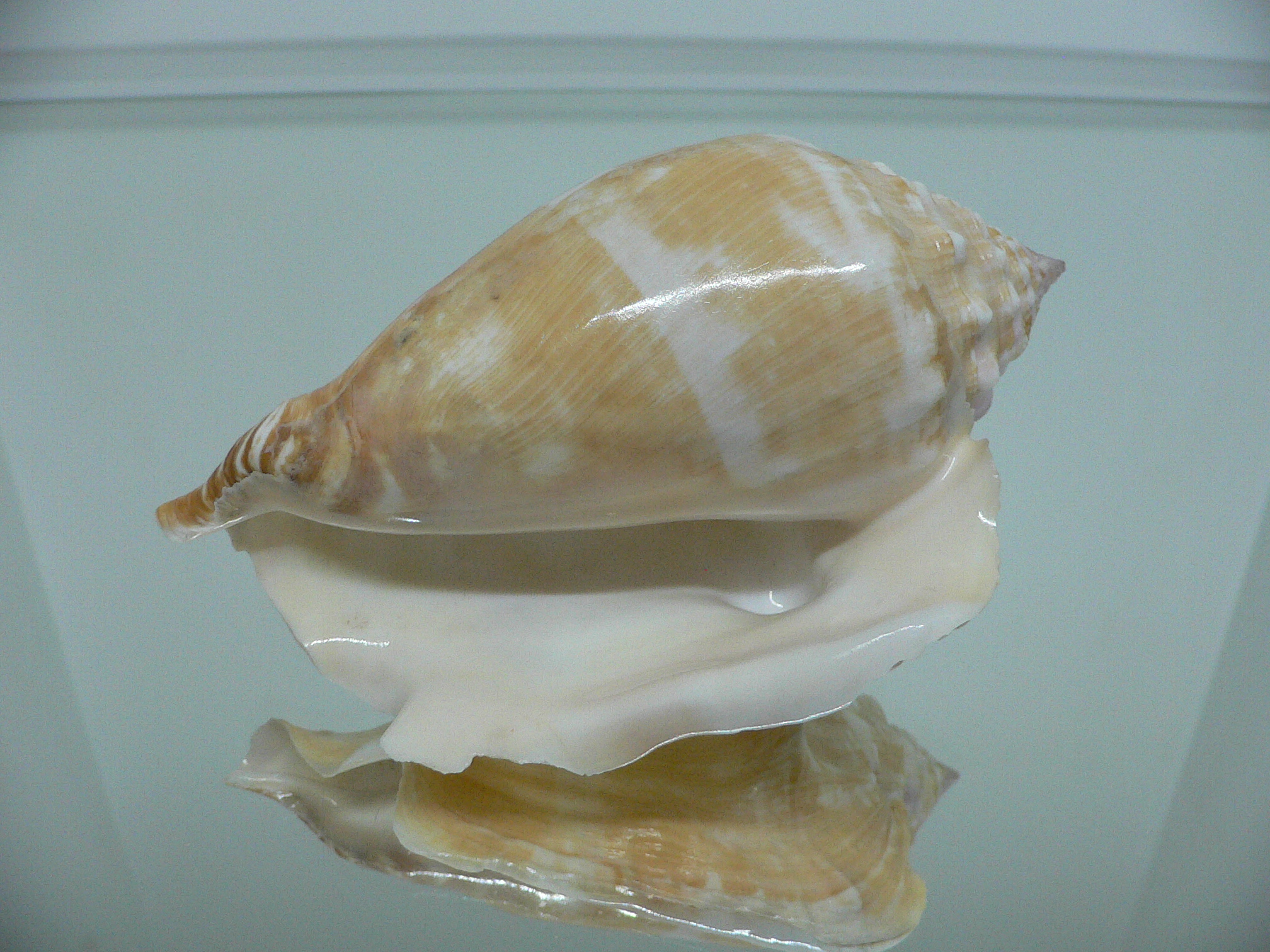 Thetystrombus latus BIG