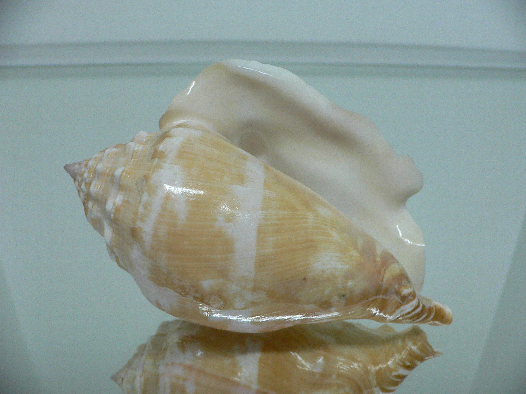 Thetystrombus latus BIG