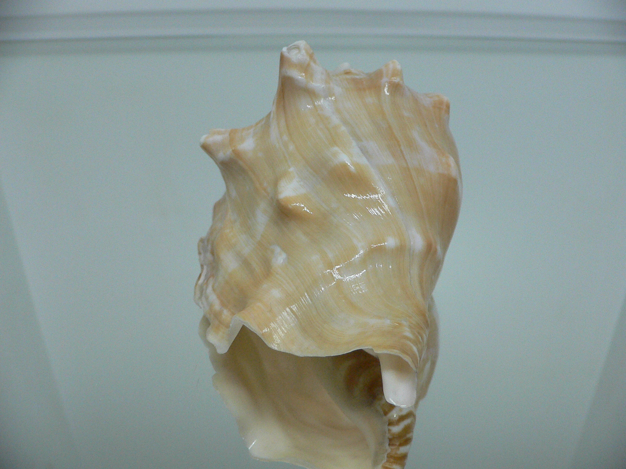 Thetystrombus latus BIG