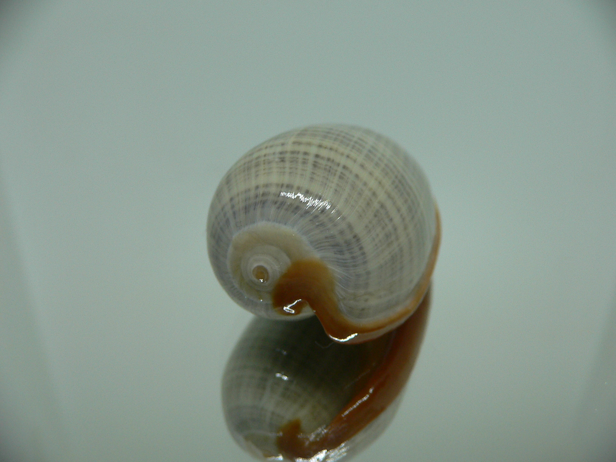 Cryptospira elegans