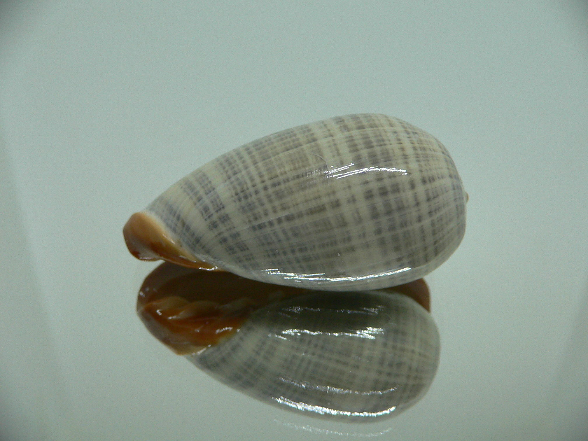Cryptospira elegans