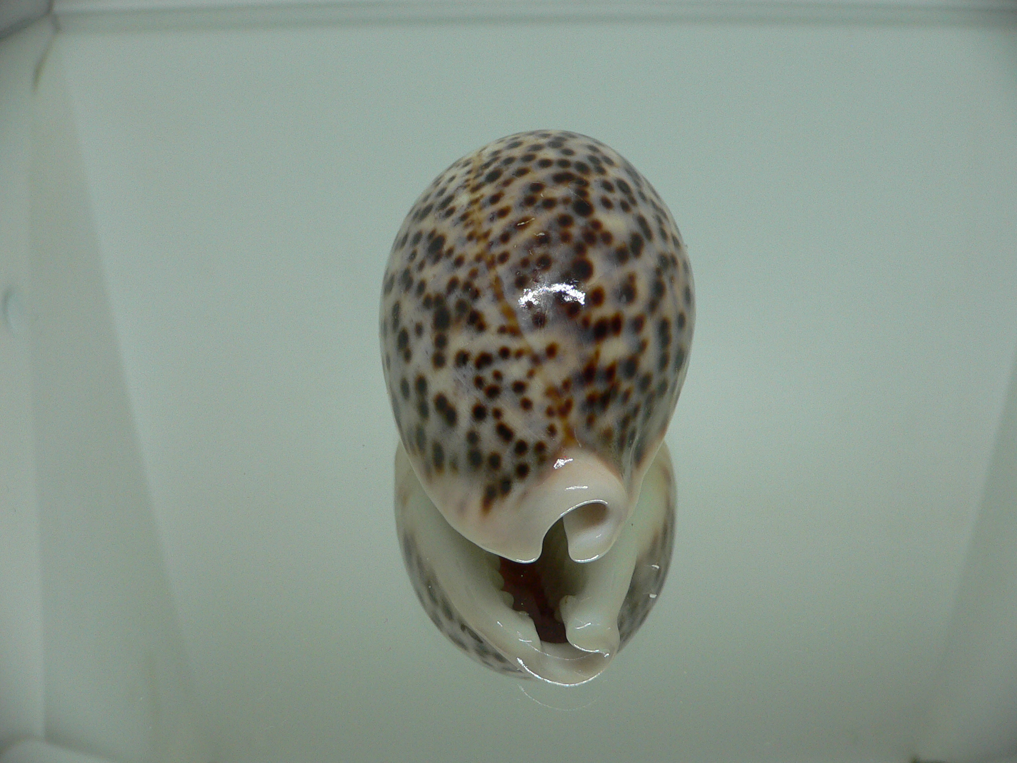 Cypraea pantherina 2